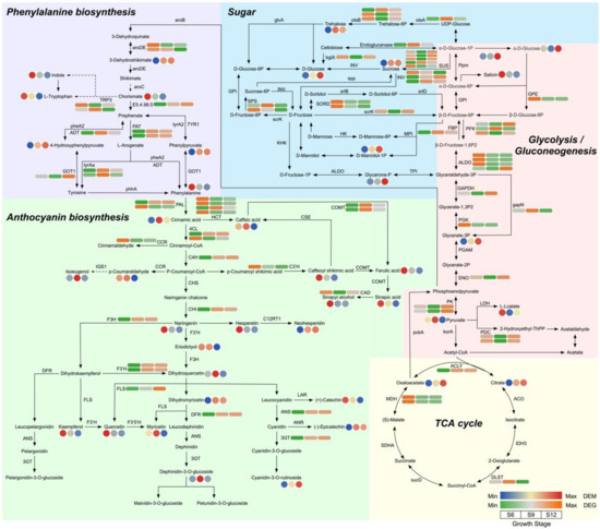Transcriptomic and Metabolomic Analysis of Quality Changes during Sweet ...