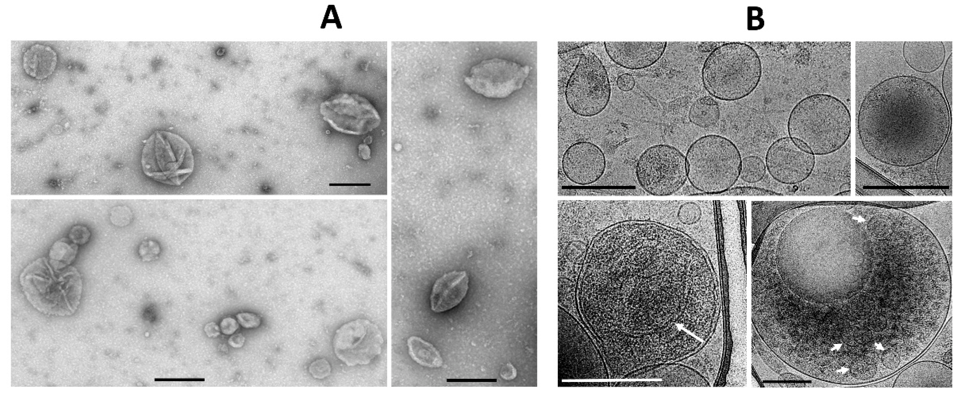 Ijms 23 07408 g002 550