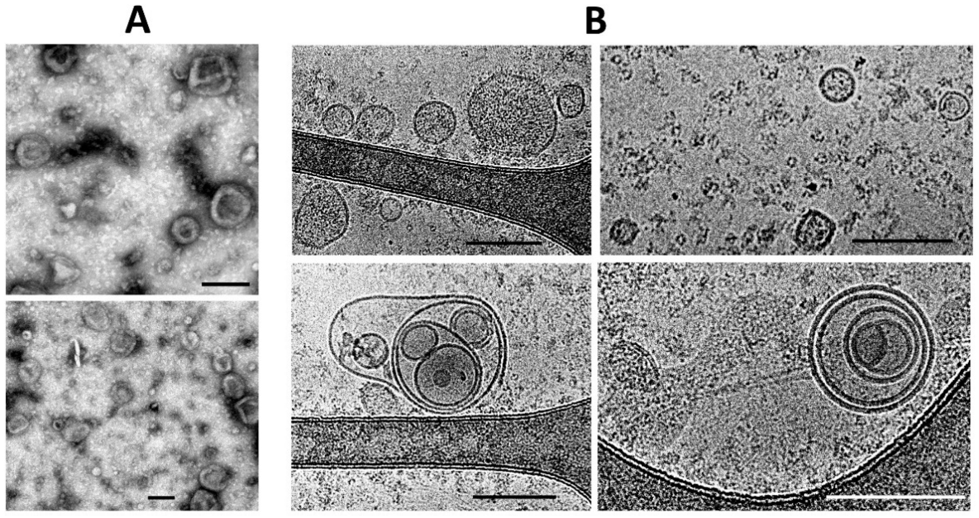 Ijms 23 07408 g003 550