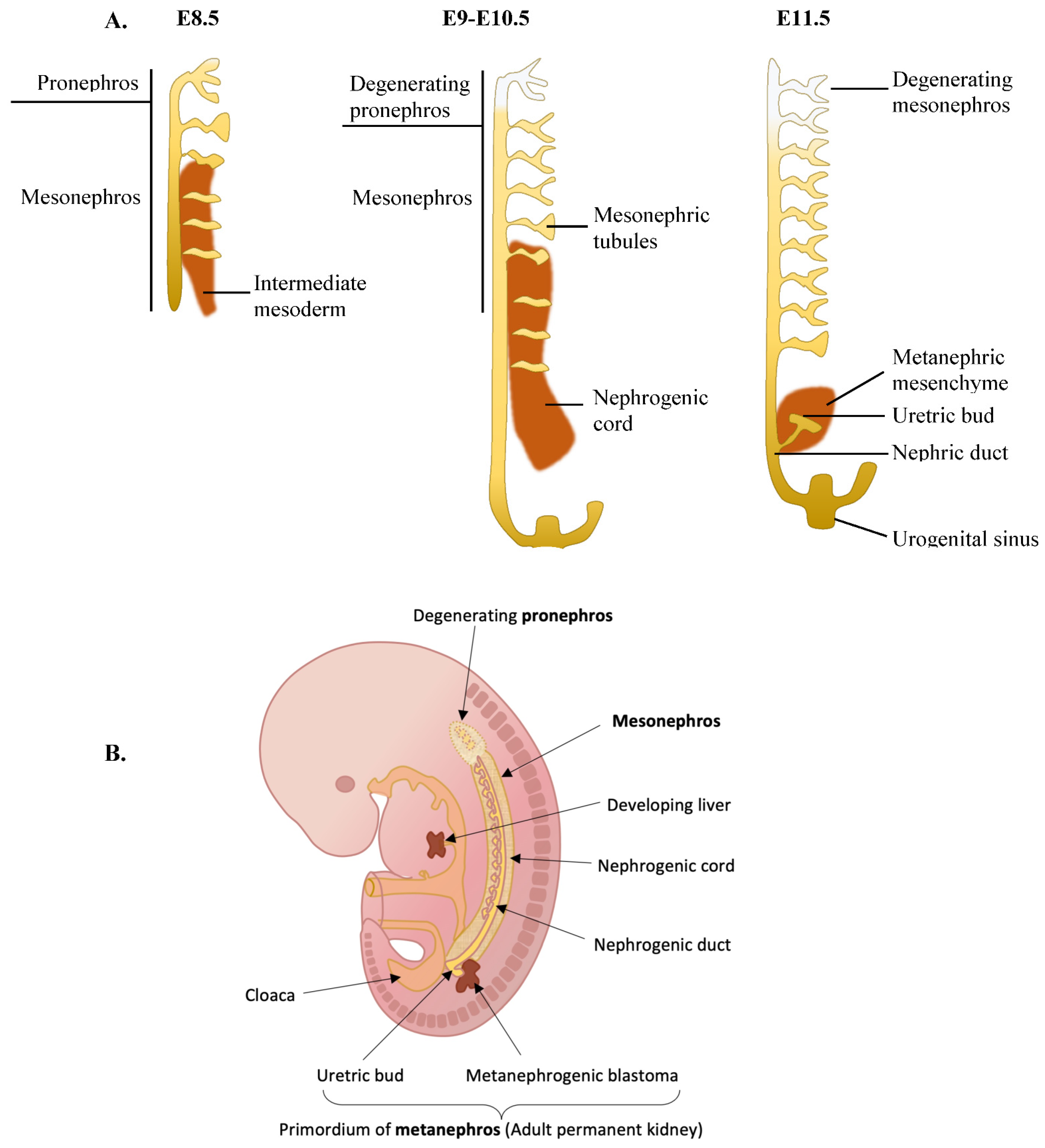 Ijms 23 07410 g002 Ijms 23 07410 g002