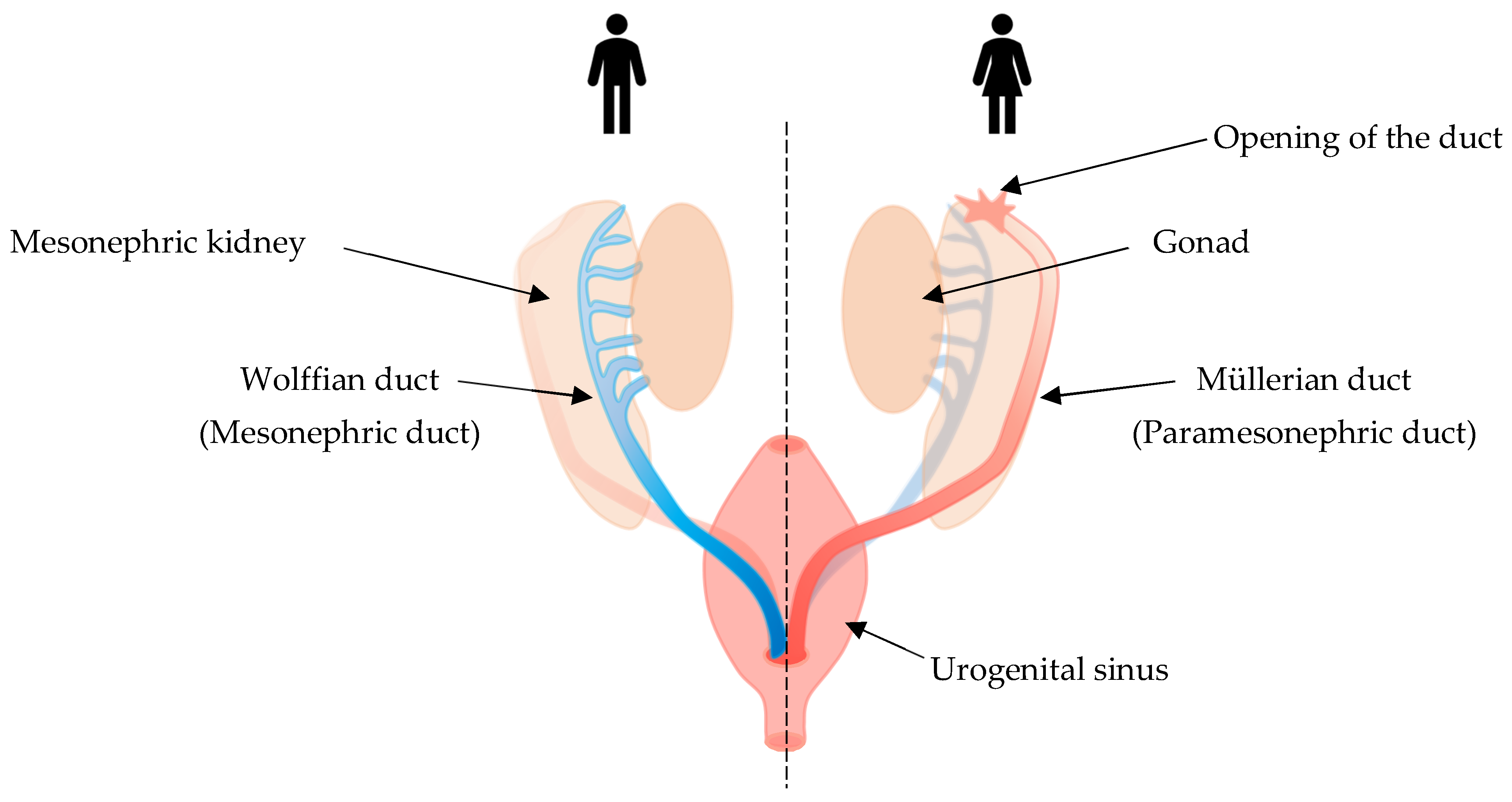 Ijms 23 07410 g003 Ijms 23 07410 g003