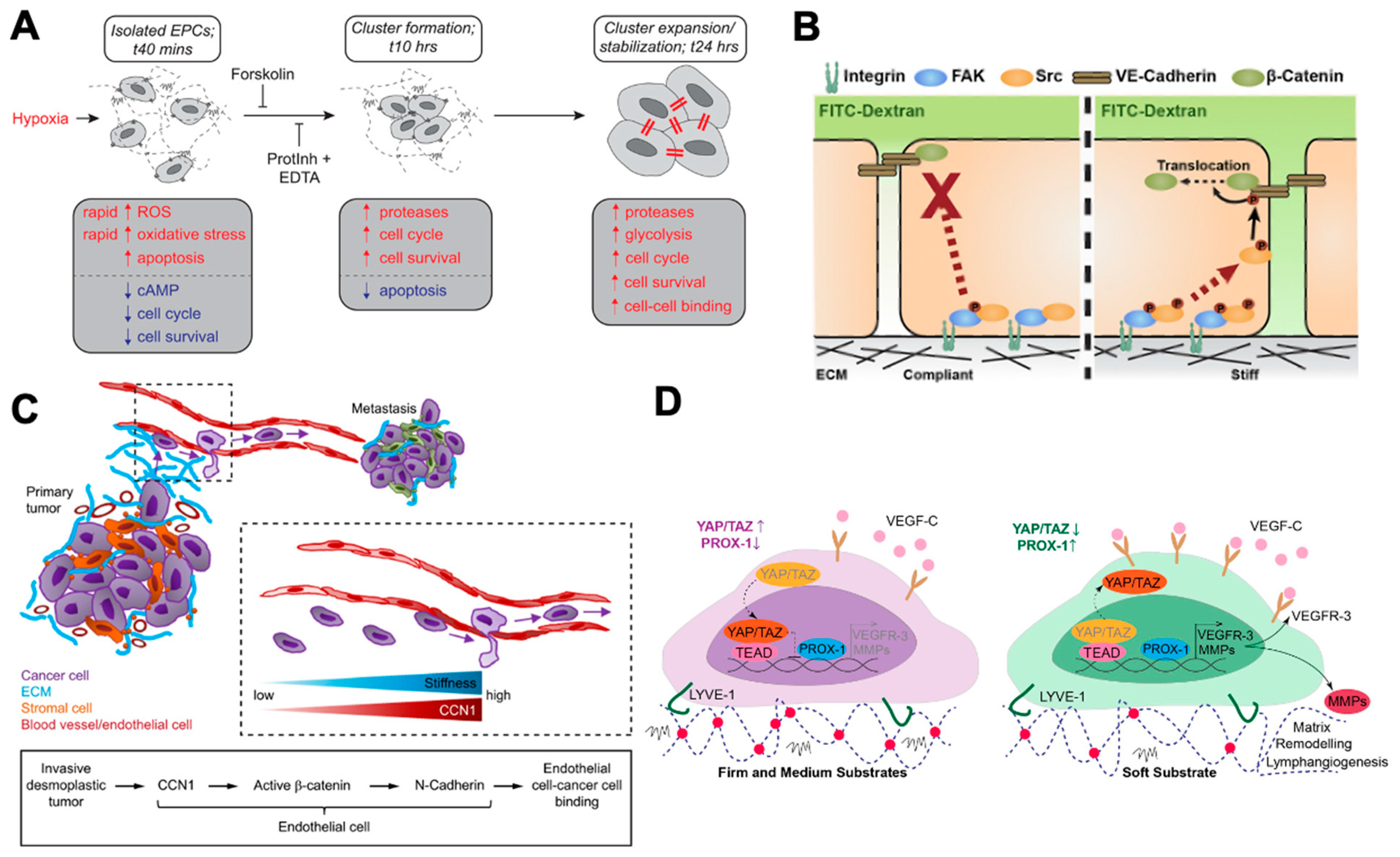 Ijms 23 07416 g001 550