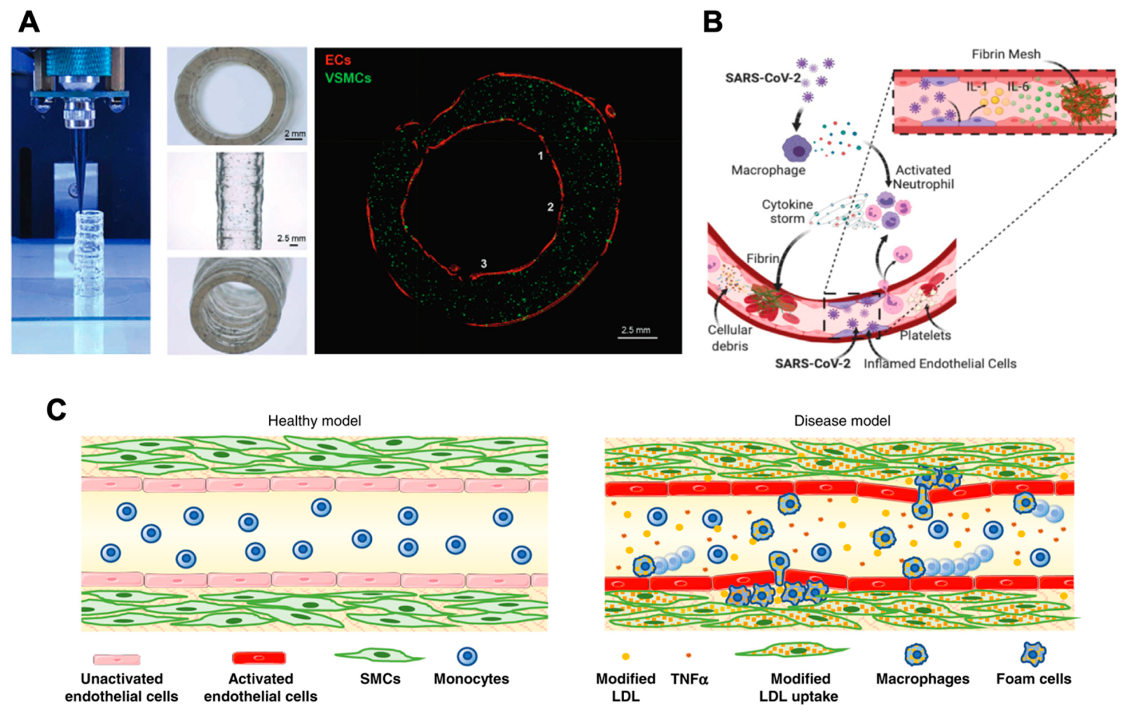 Ijms 23 07416 g002 550
