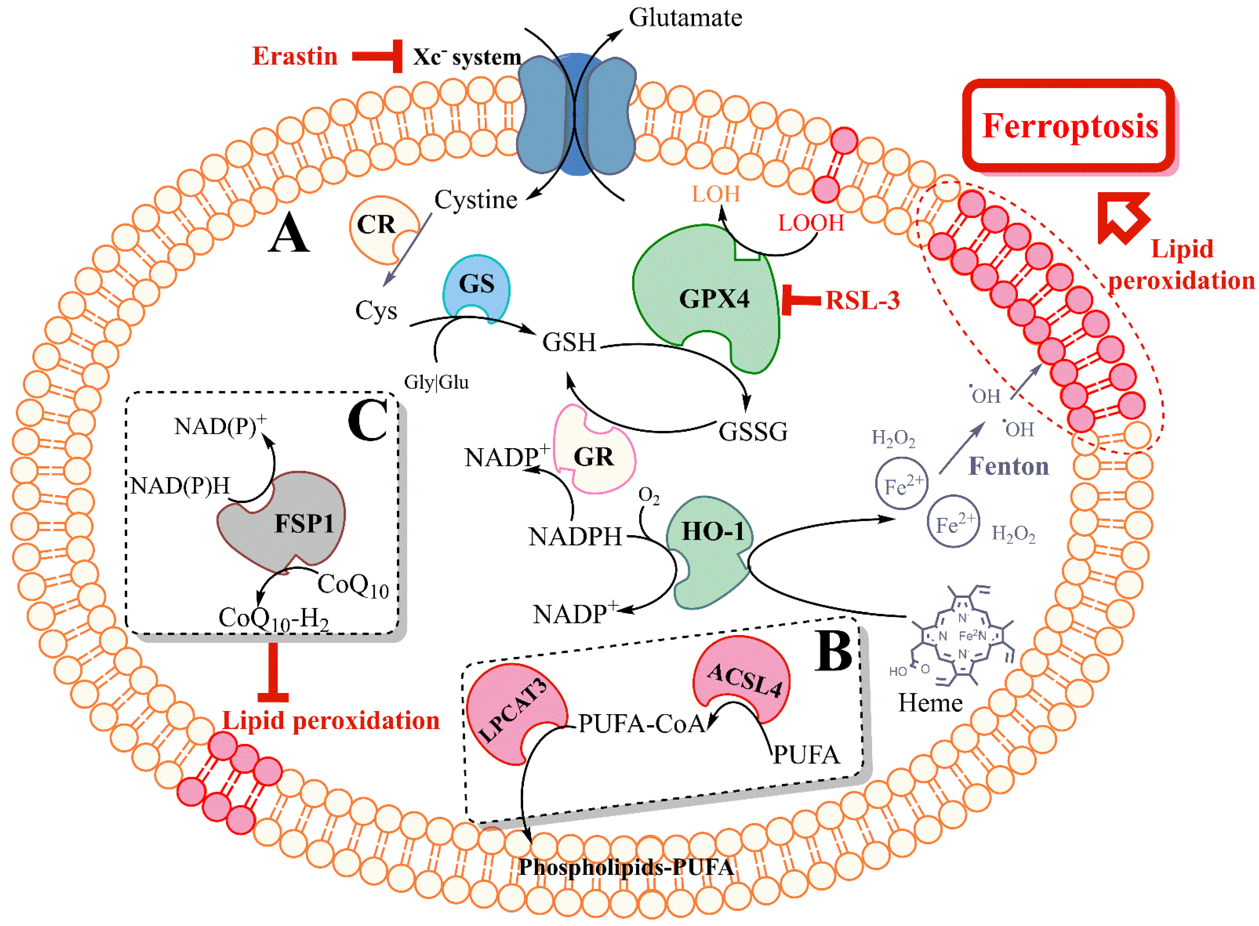 Ferroptosis: A Promising Therapeutic Target for Neonatal
