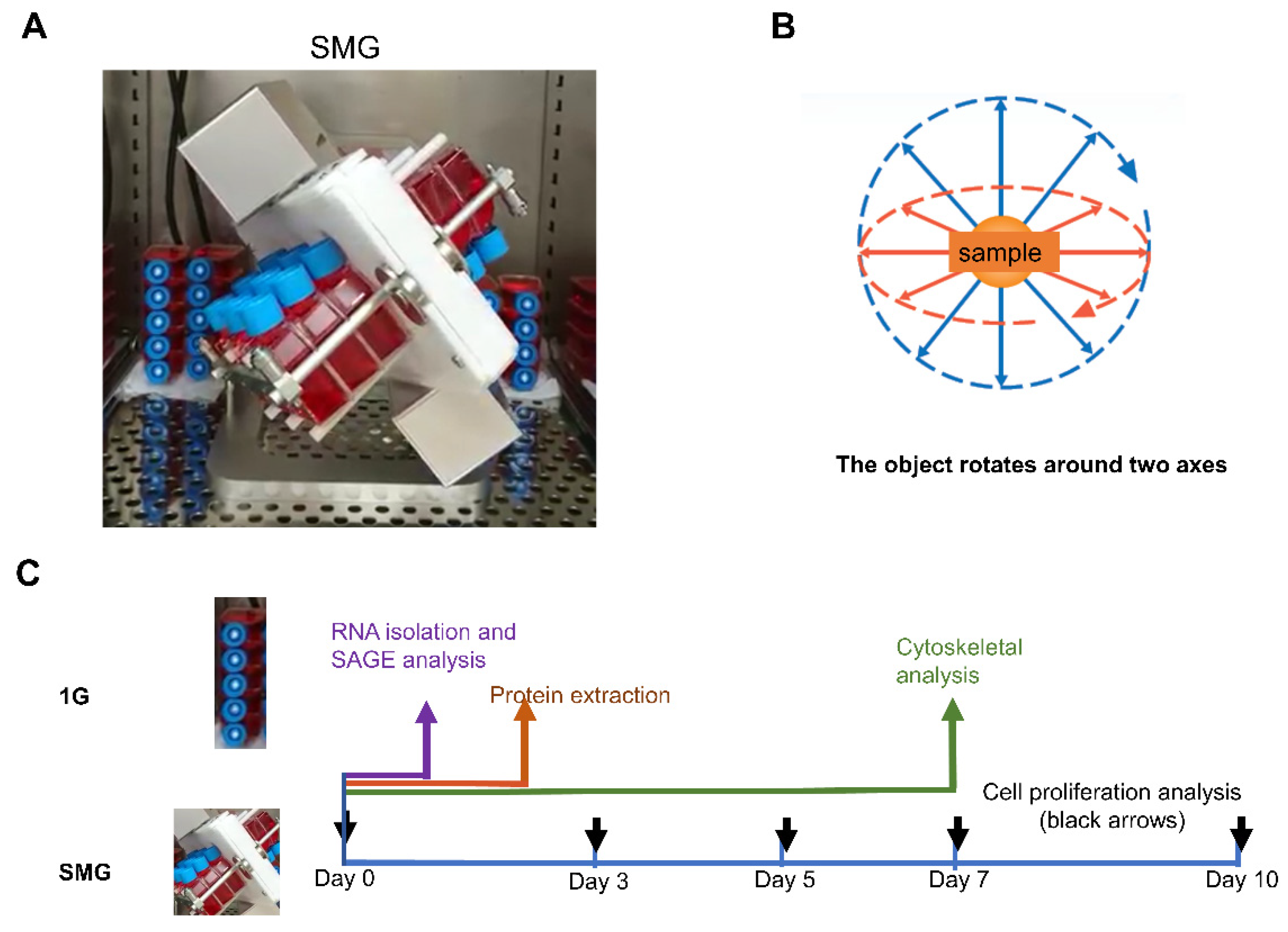 Ijms 23 07429 g006 550