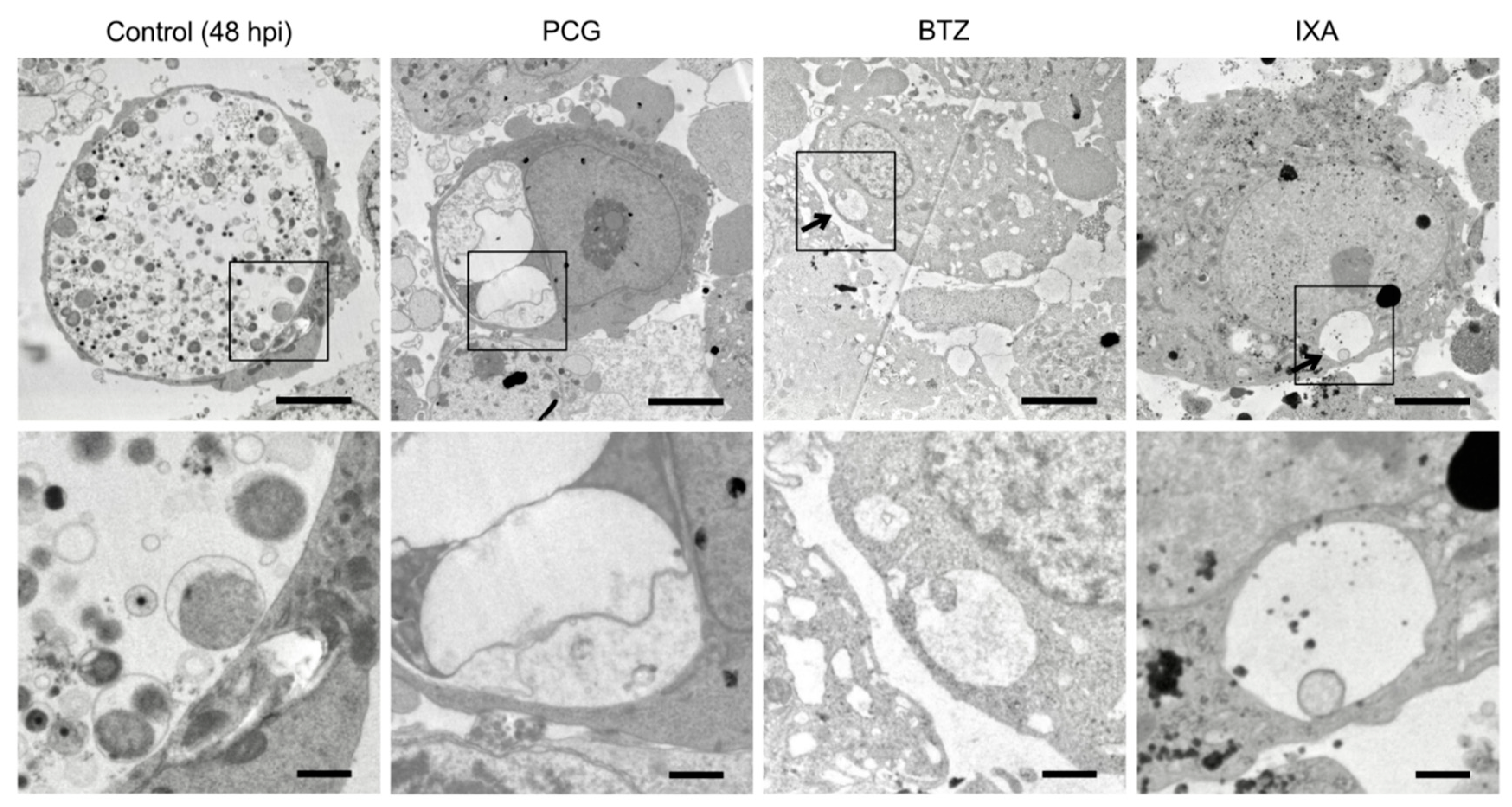 Ijms 23 07434 g004 550