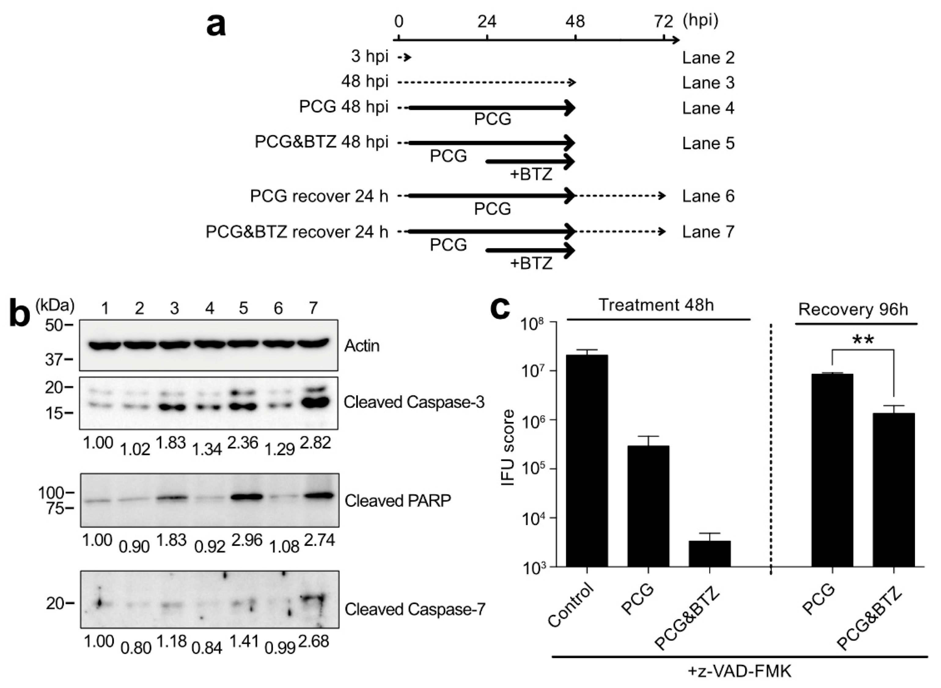 Ijms 23 07434 g006 550