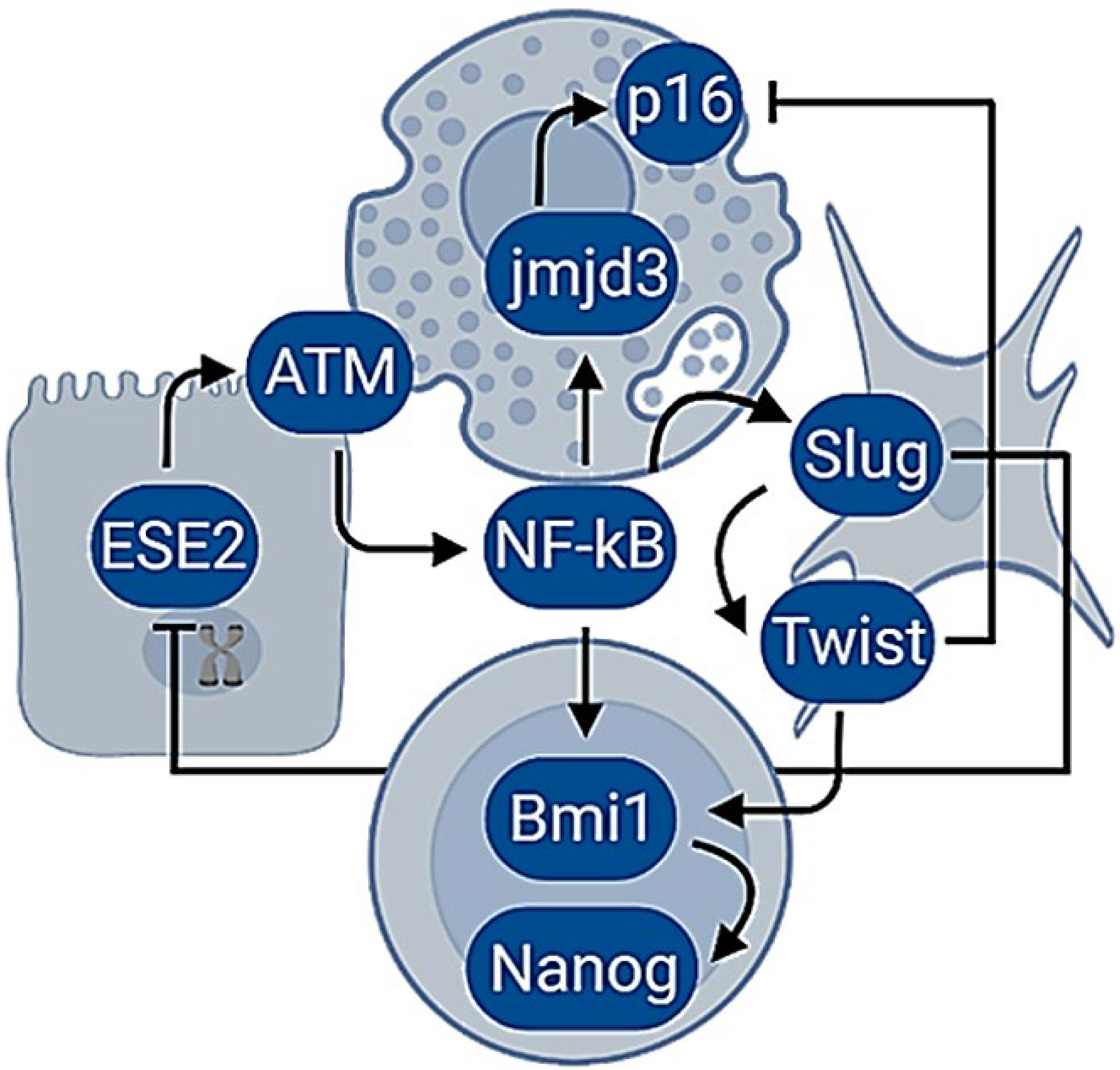 Ijms 23 07437 g001 Ijms 23 07437 g001