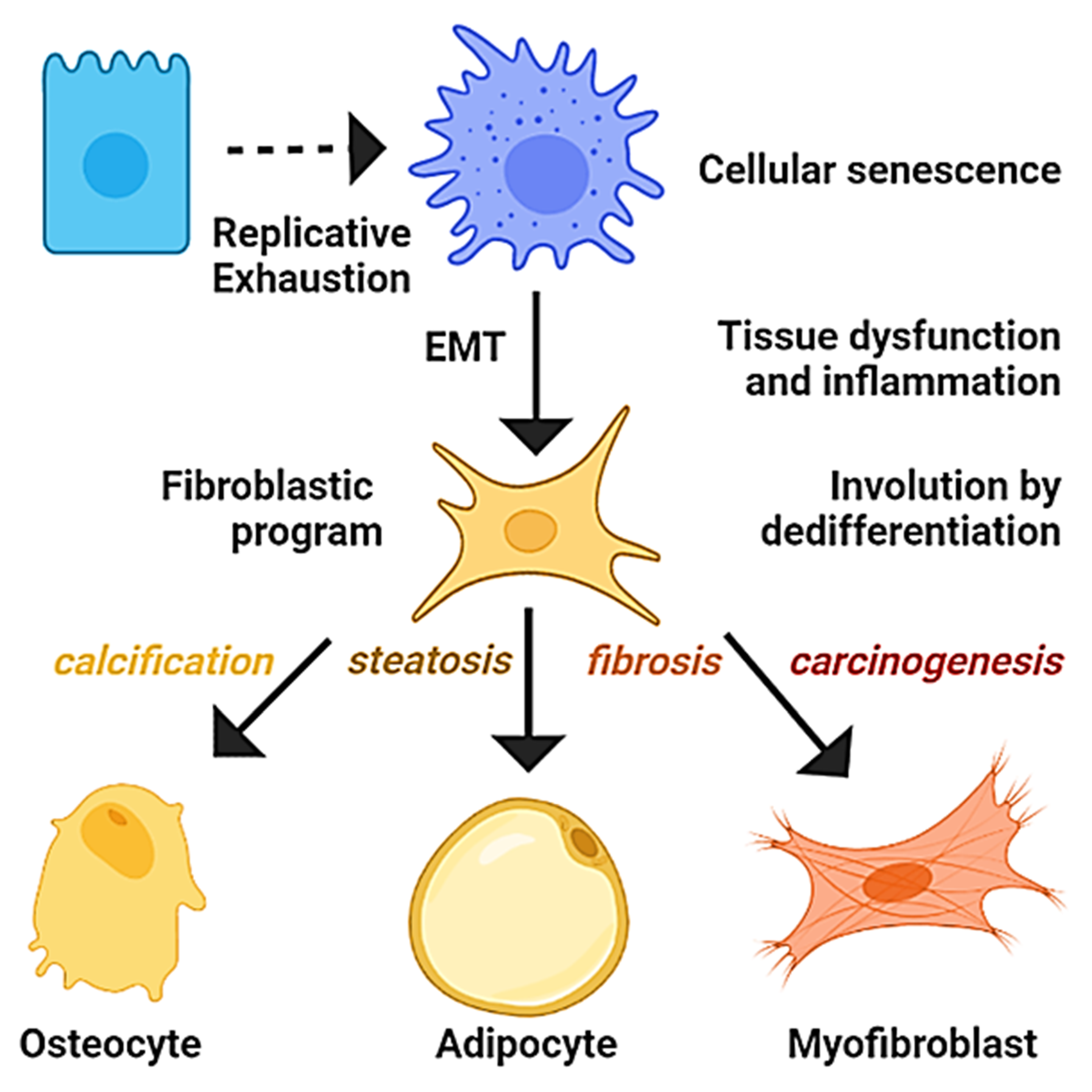 Ijms 23 07437 g004 Ijms 23 07437 g004