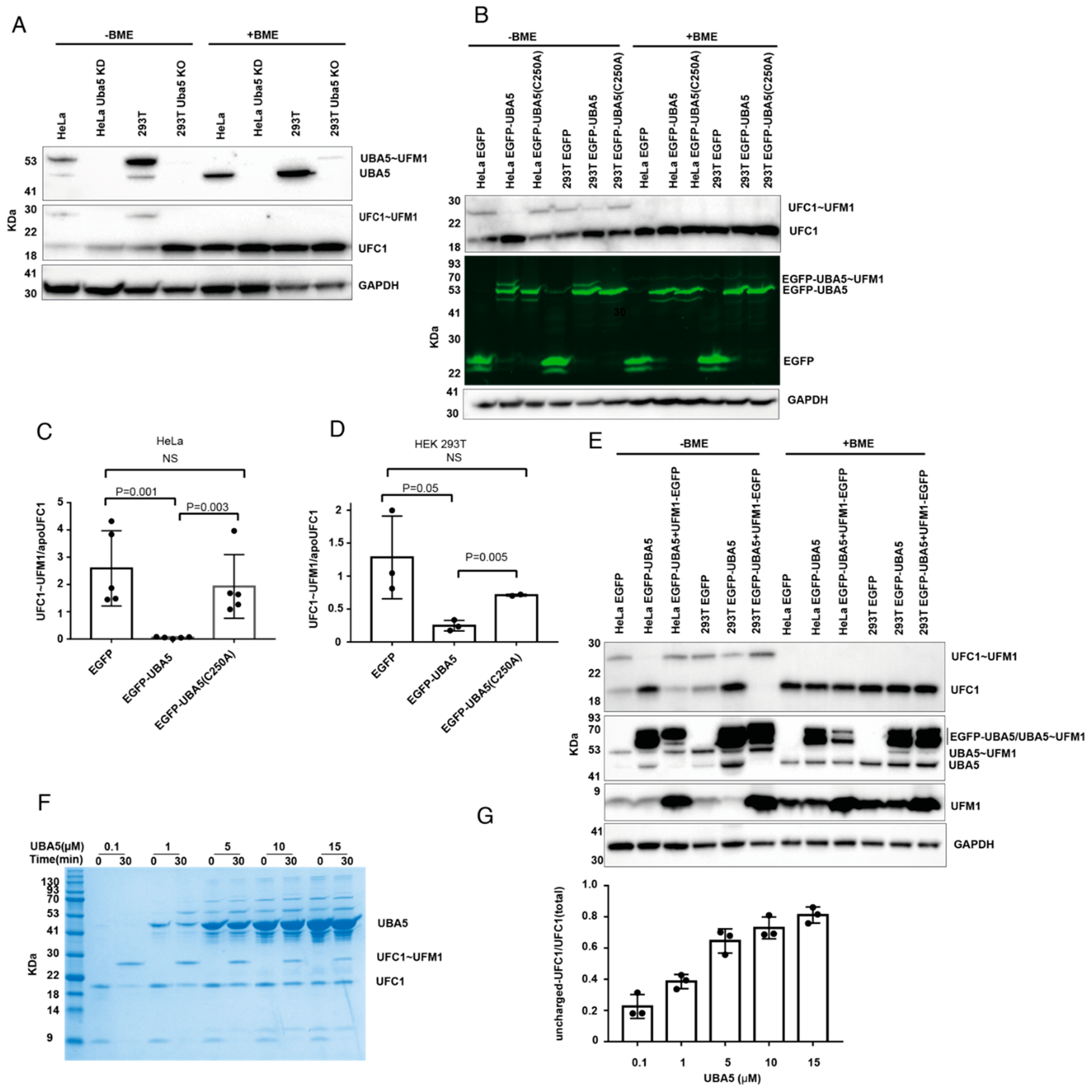 Overexpression of UBA5 in Cells Mimics the Phenotype of Cells Lacking UBA5