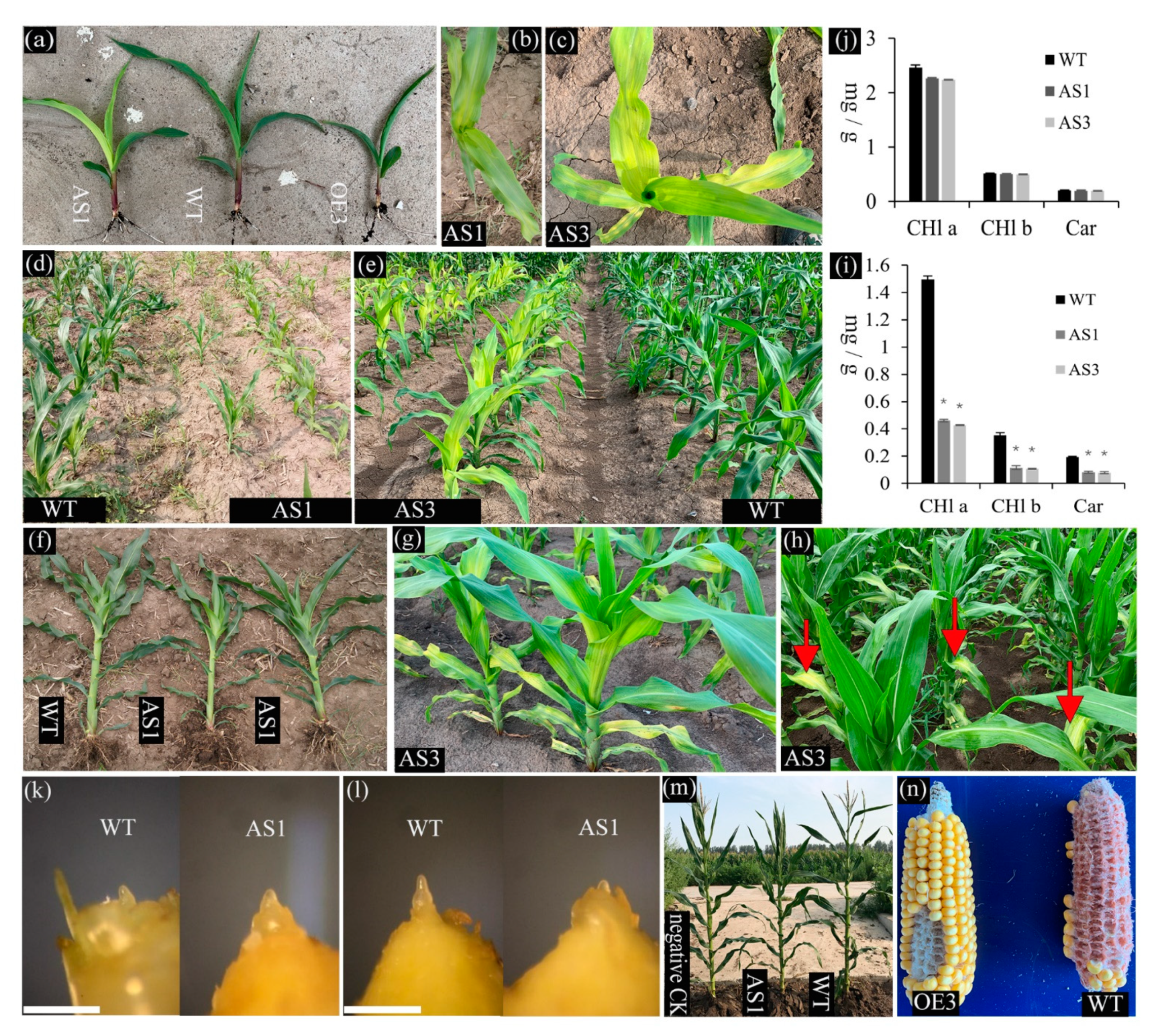 Ijms 23 07458 g003 550