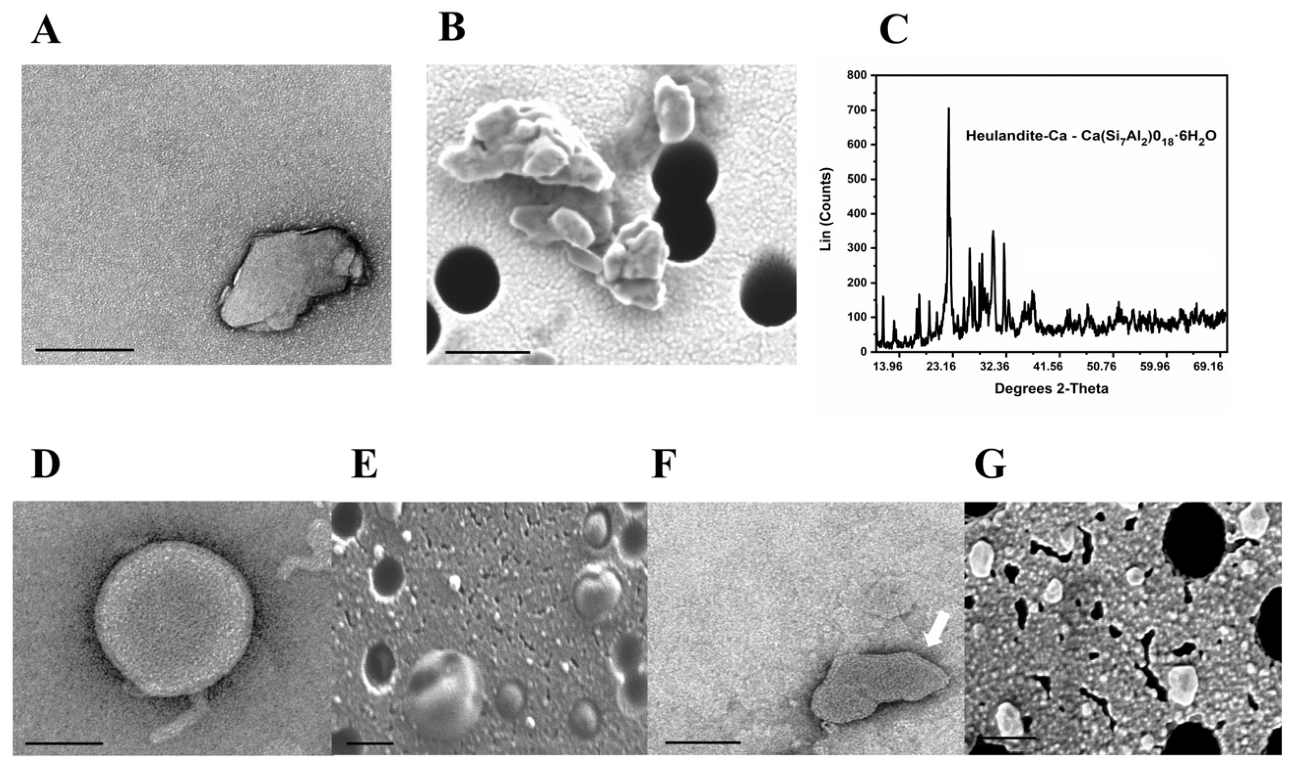 Ijms 23 07460 g001a Ijms 23 07460 g001a
