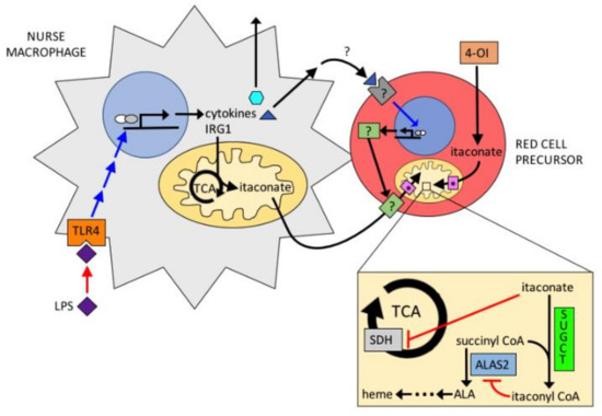 lysine biosynthesis and glutathione metabolism Pathway and primary regulation of l-lysine biosynthesis in