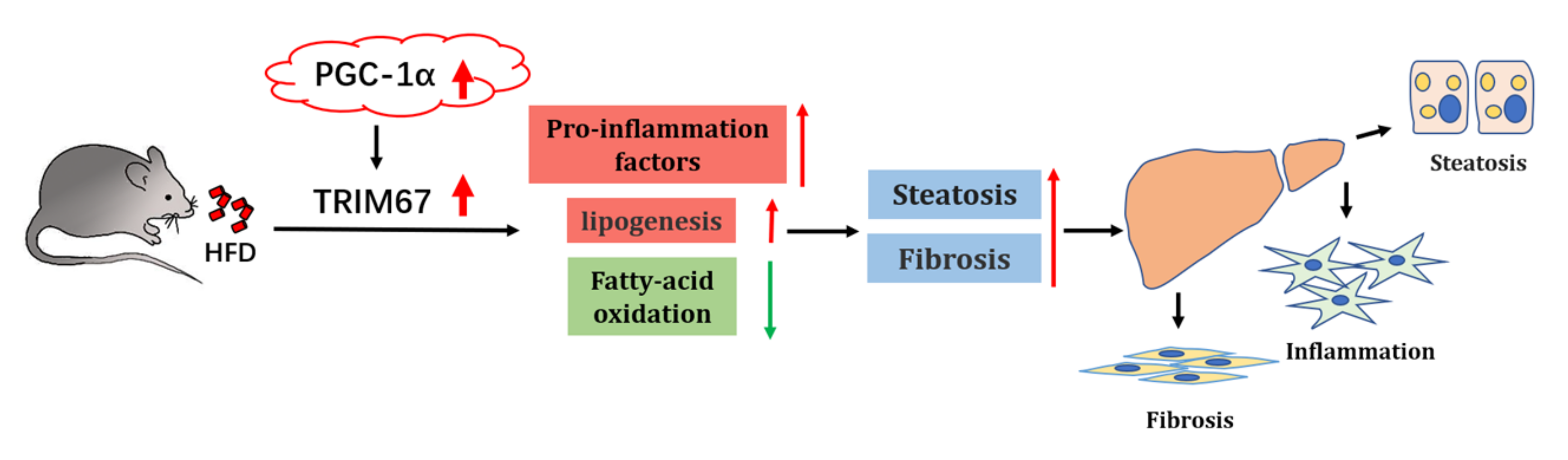 Ijms 23 07475 g008 550
