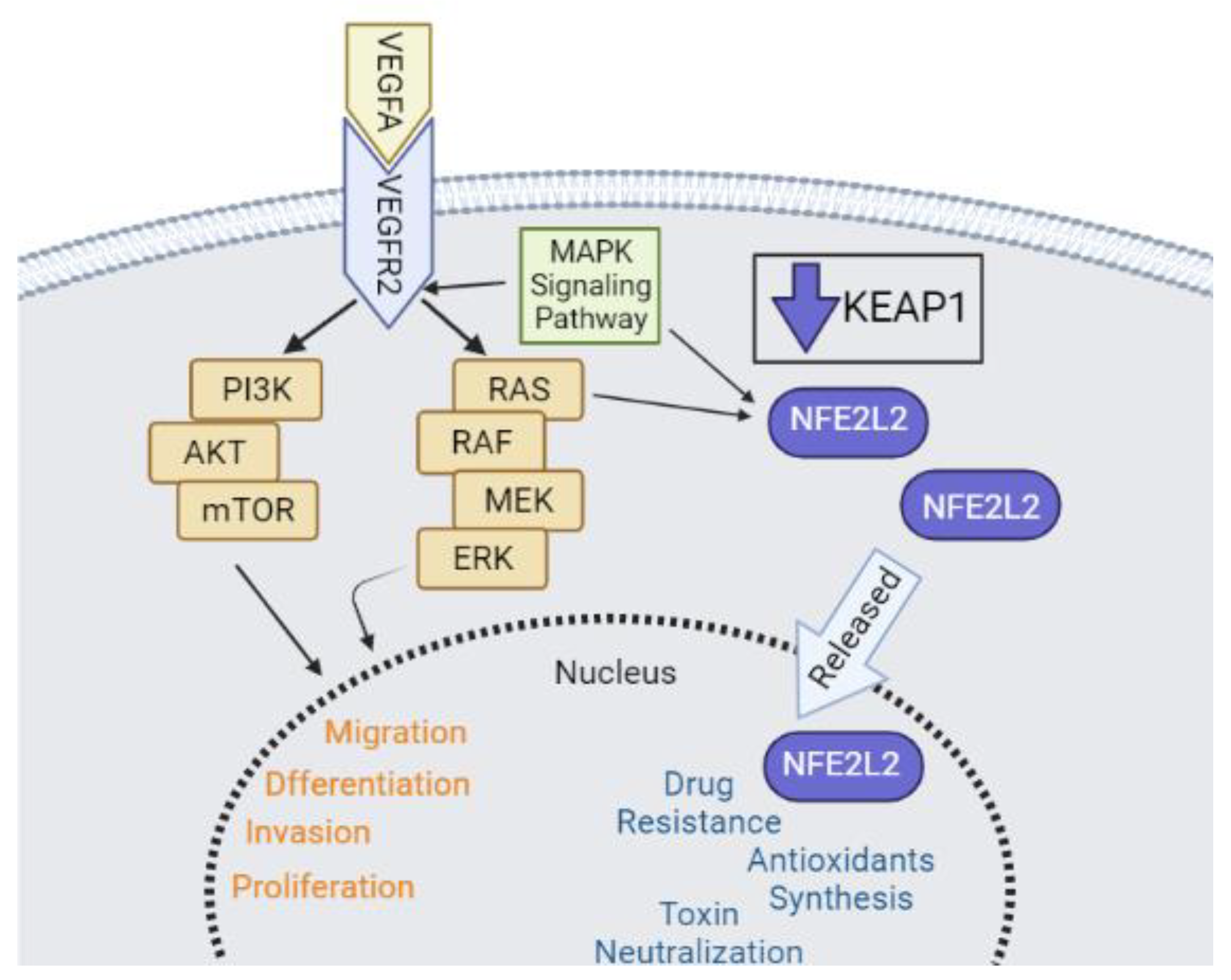 Ijms 23 07483 g006 550