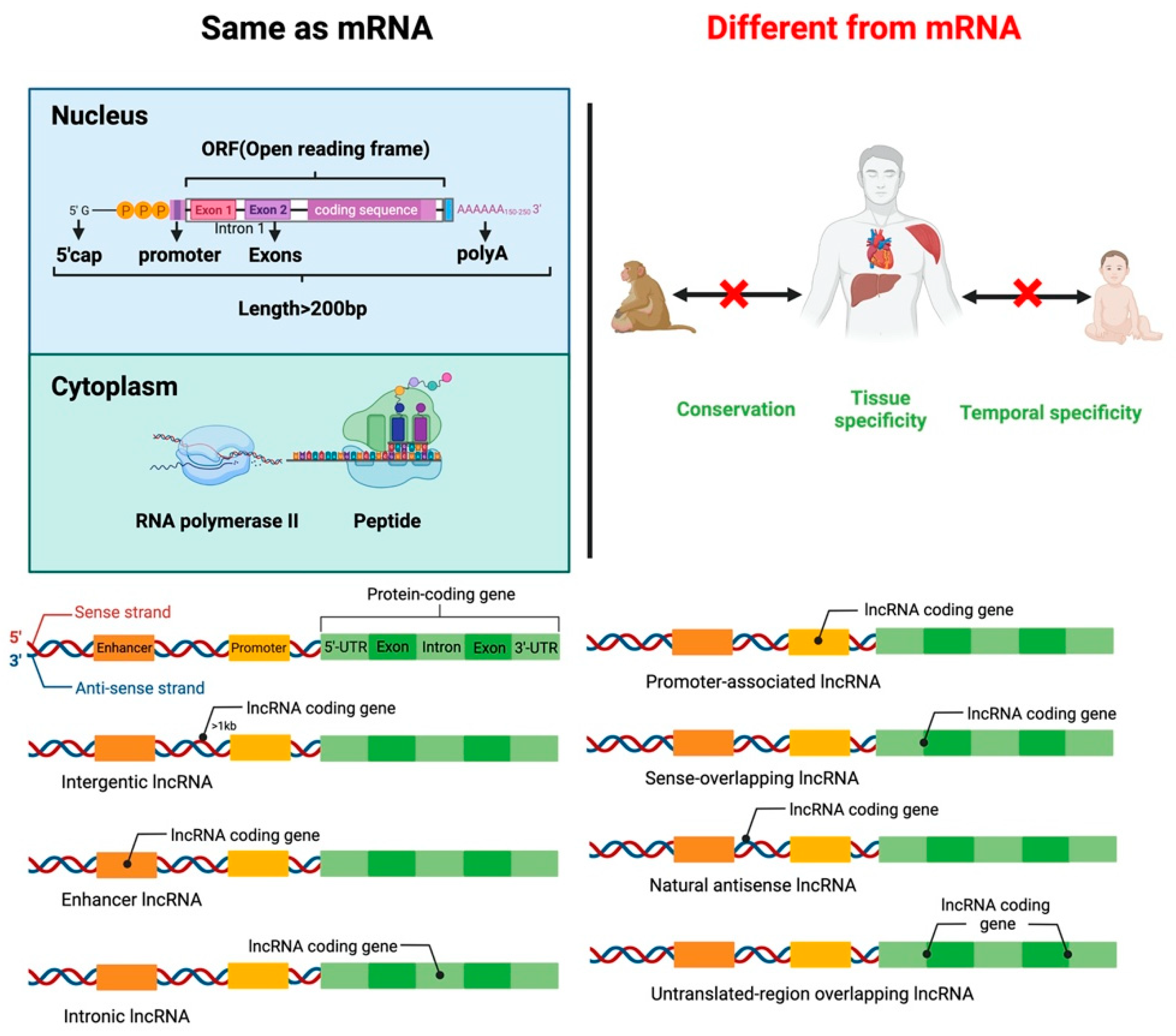 Ijms 23 07488 g001 Ijms 23 07488 g001