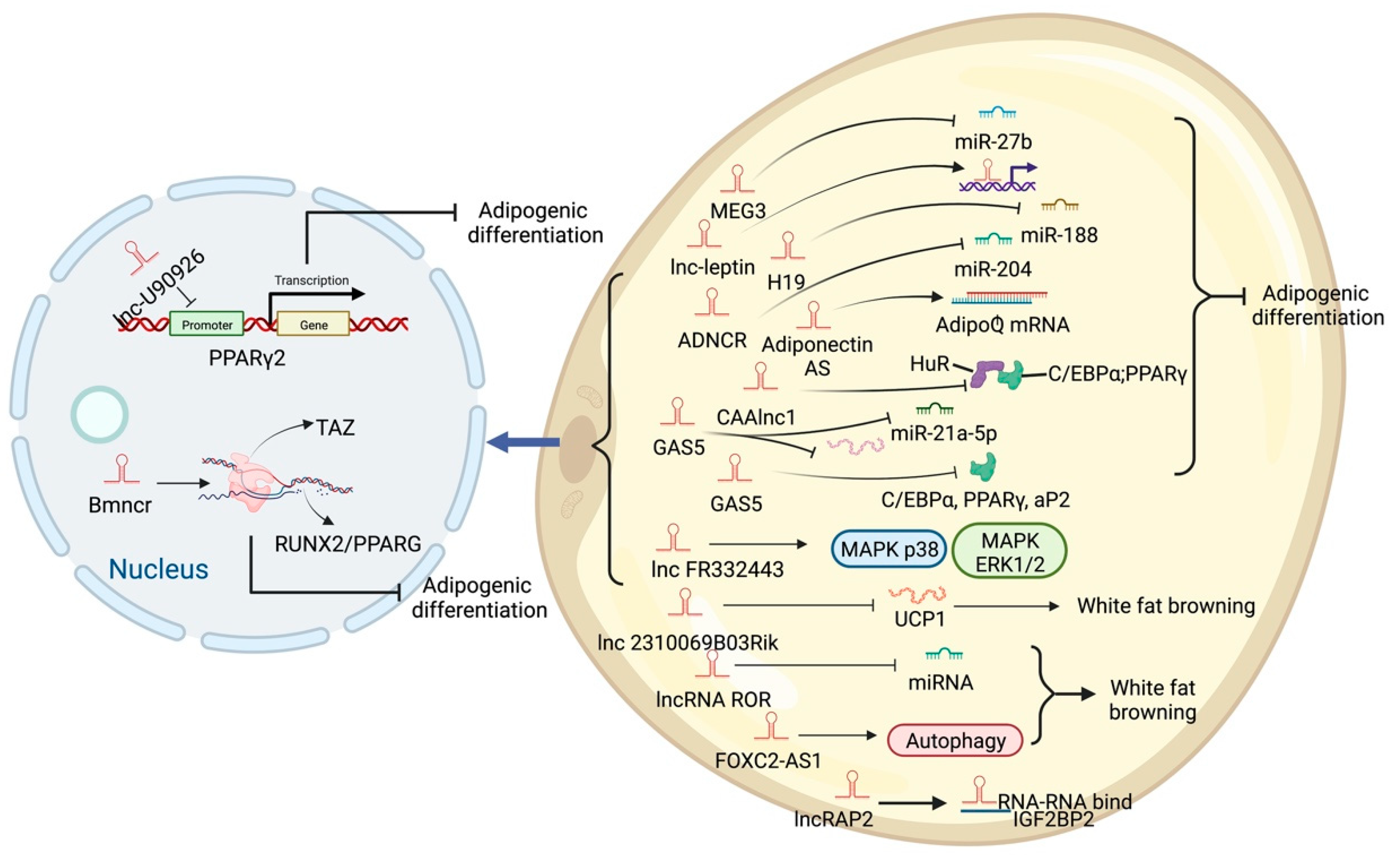 Ijms 23 07488 g003 Ijms 23 07488 g003