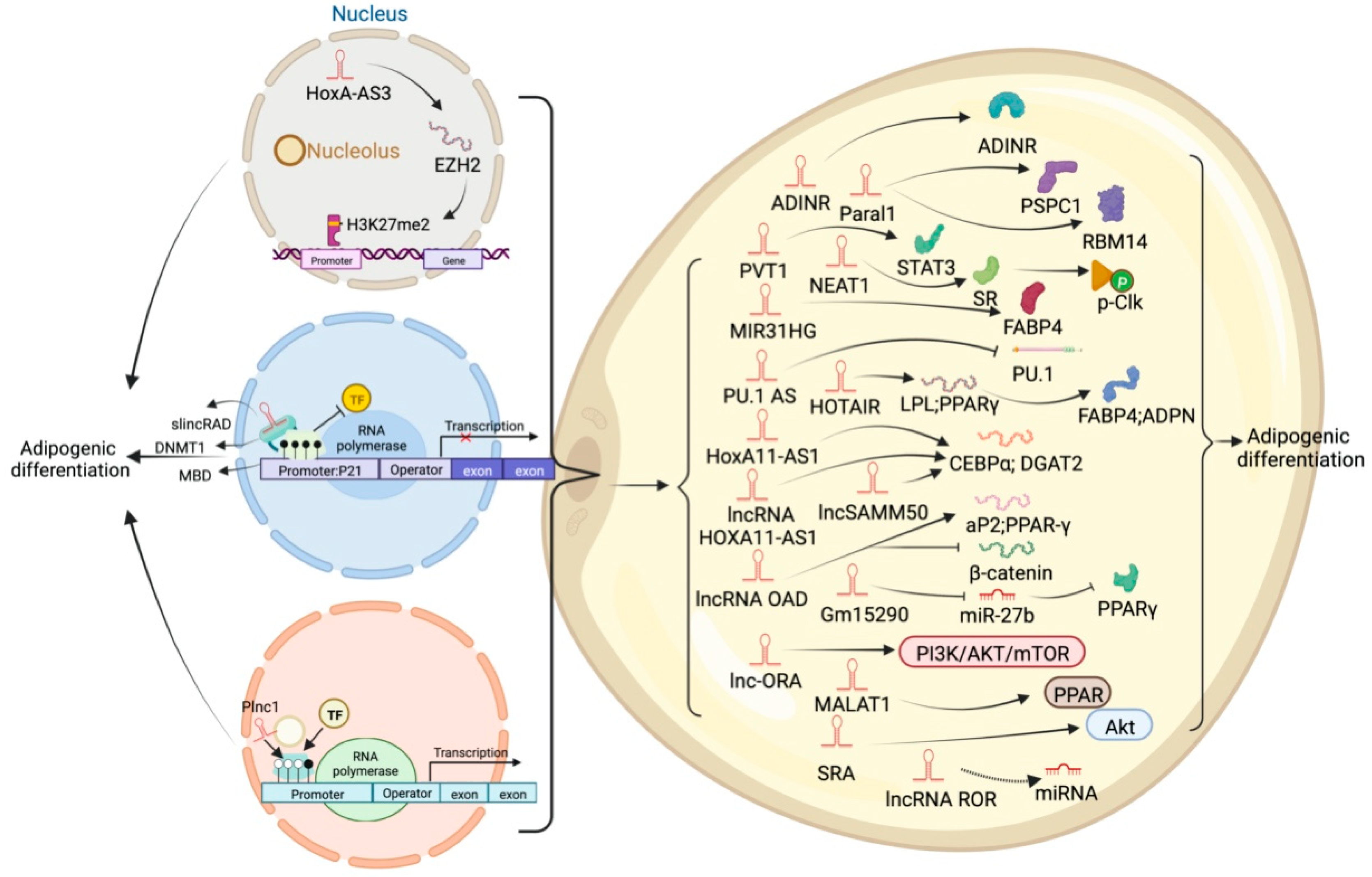 Ijms 23 07488 g004 Ijms 23 07488 g004