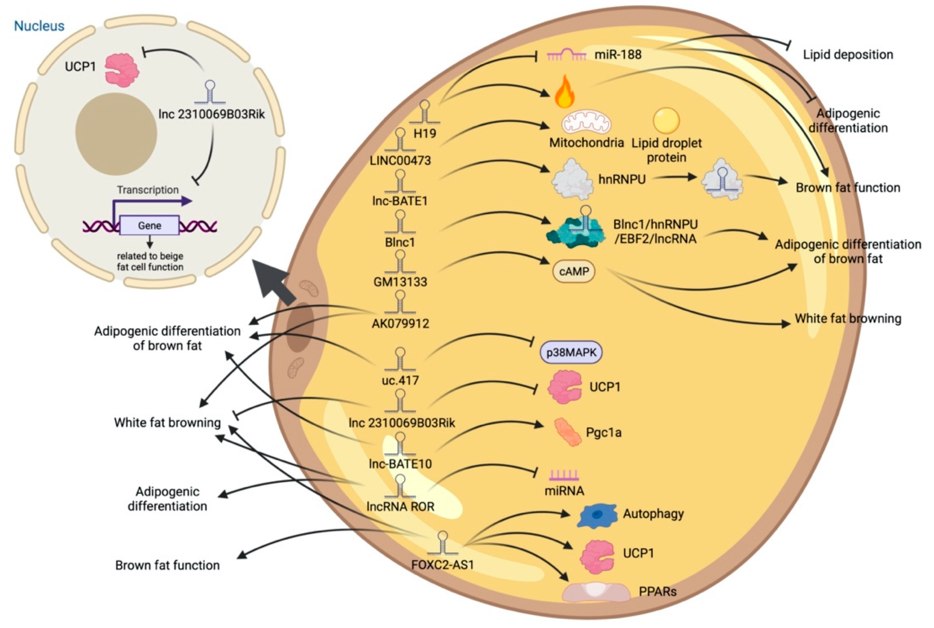 Ijms 23 07488 g005 Ijms 23 07488 g005