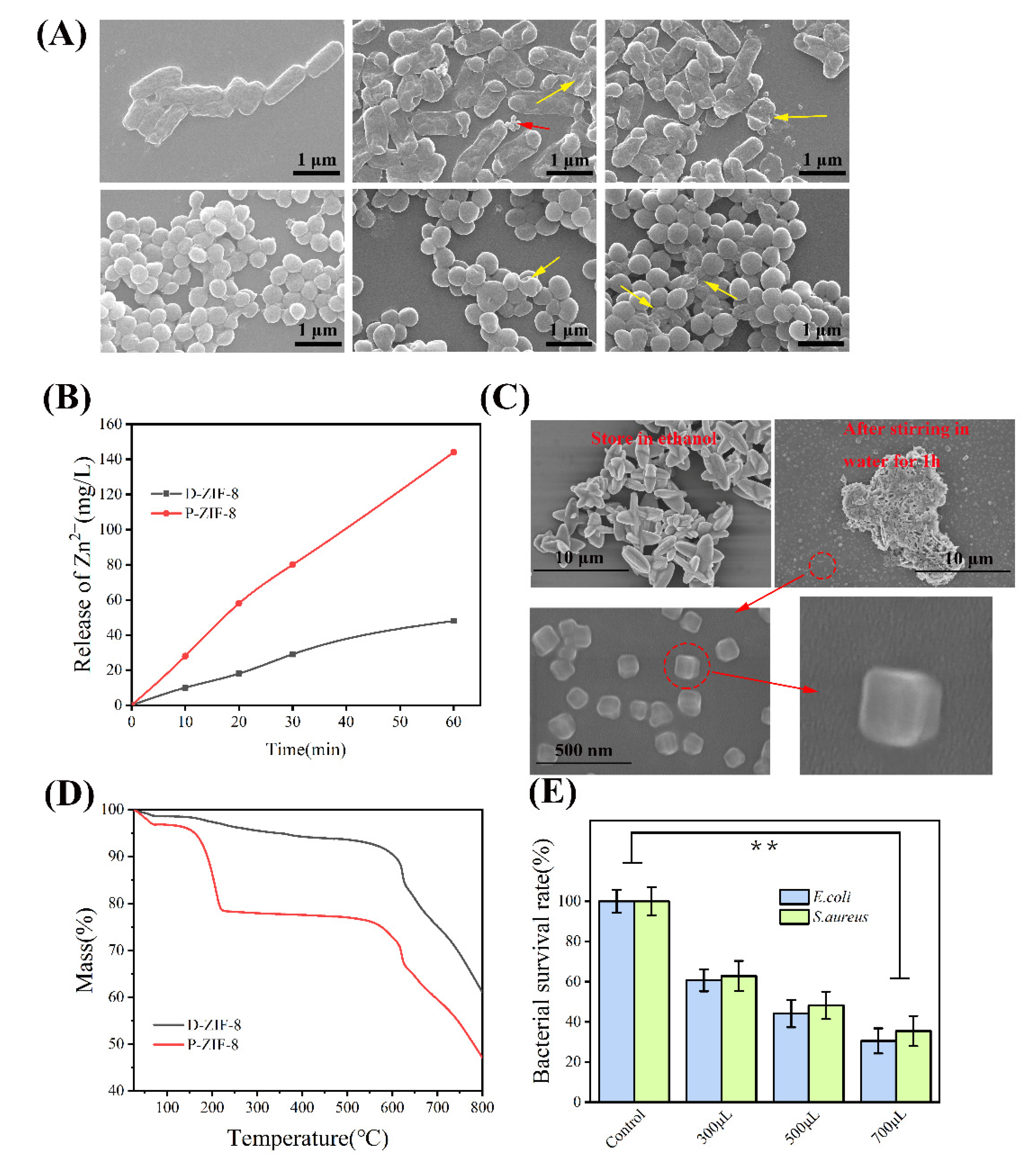 Ijms 23 07510 g004 550