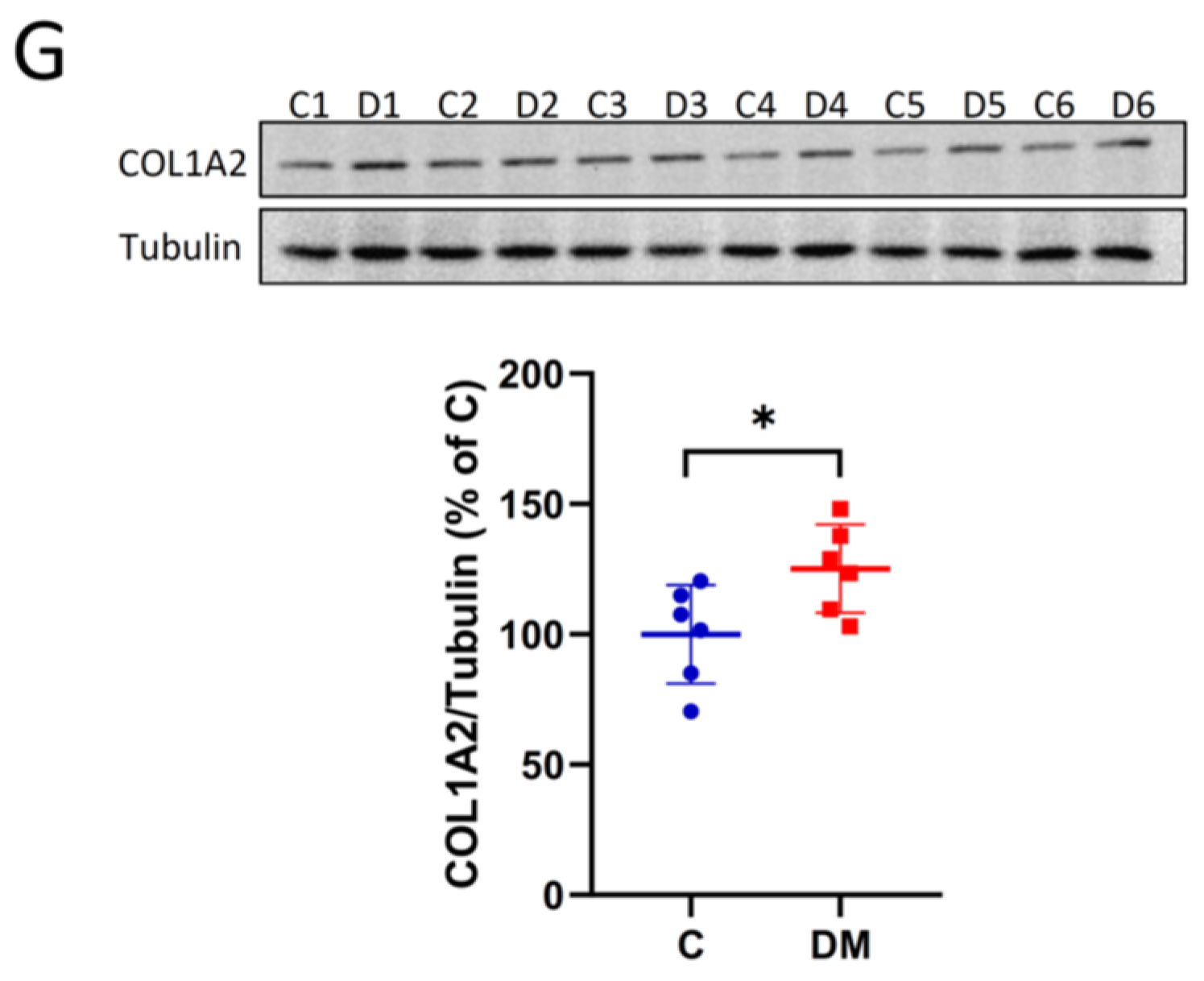 パーティを彩るご馳走や in Fraction Ejection Preserved with Failure  Heart with Associated Are miR-126a-5p and miR-30d-5p microRNAs Exosomal STZ-Induced Rats Diabetic 1 Type トップス