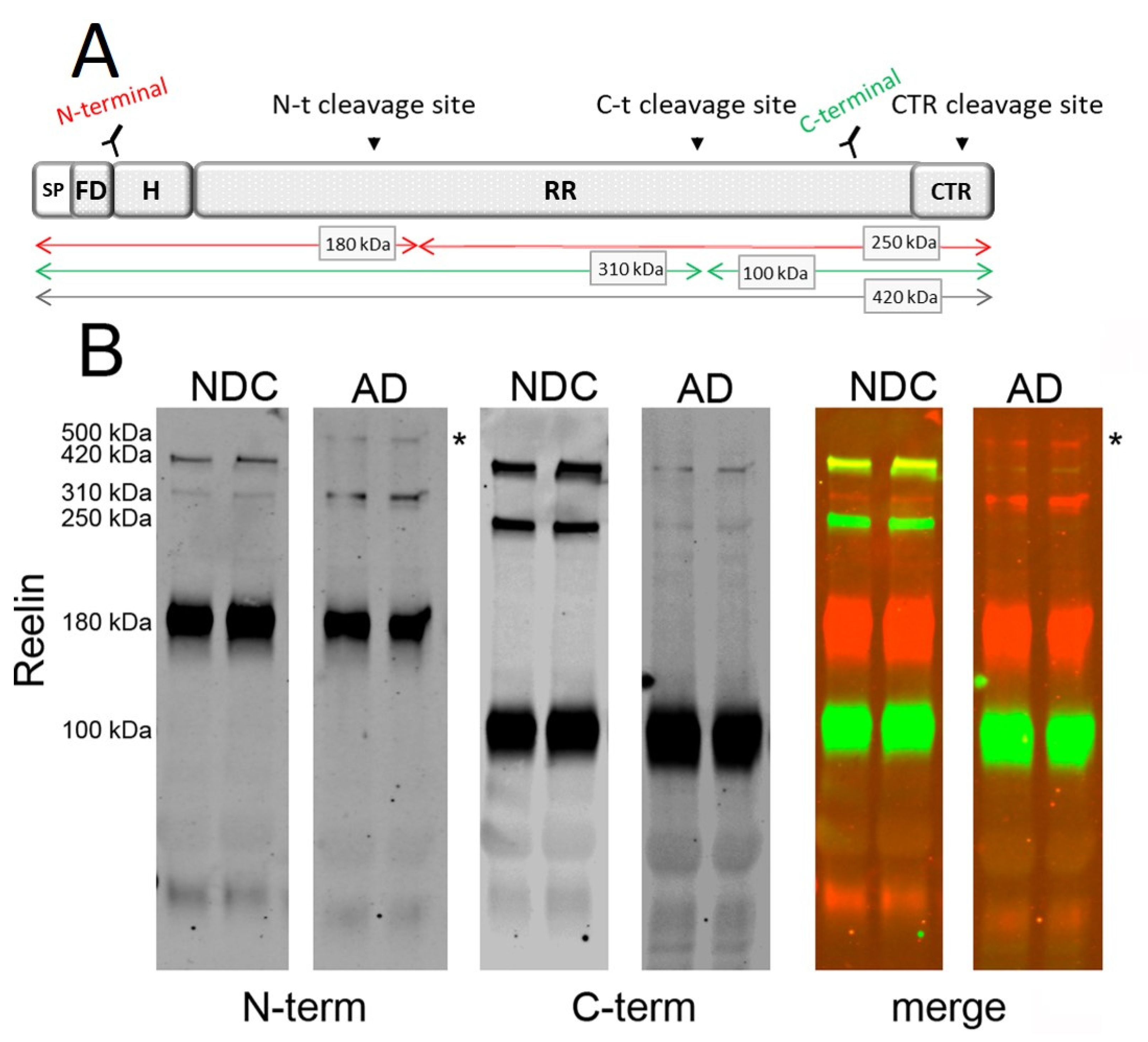 Ijms 23 07522 g001 Ijms 23 07522 g001