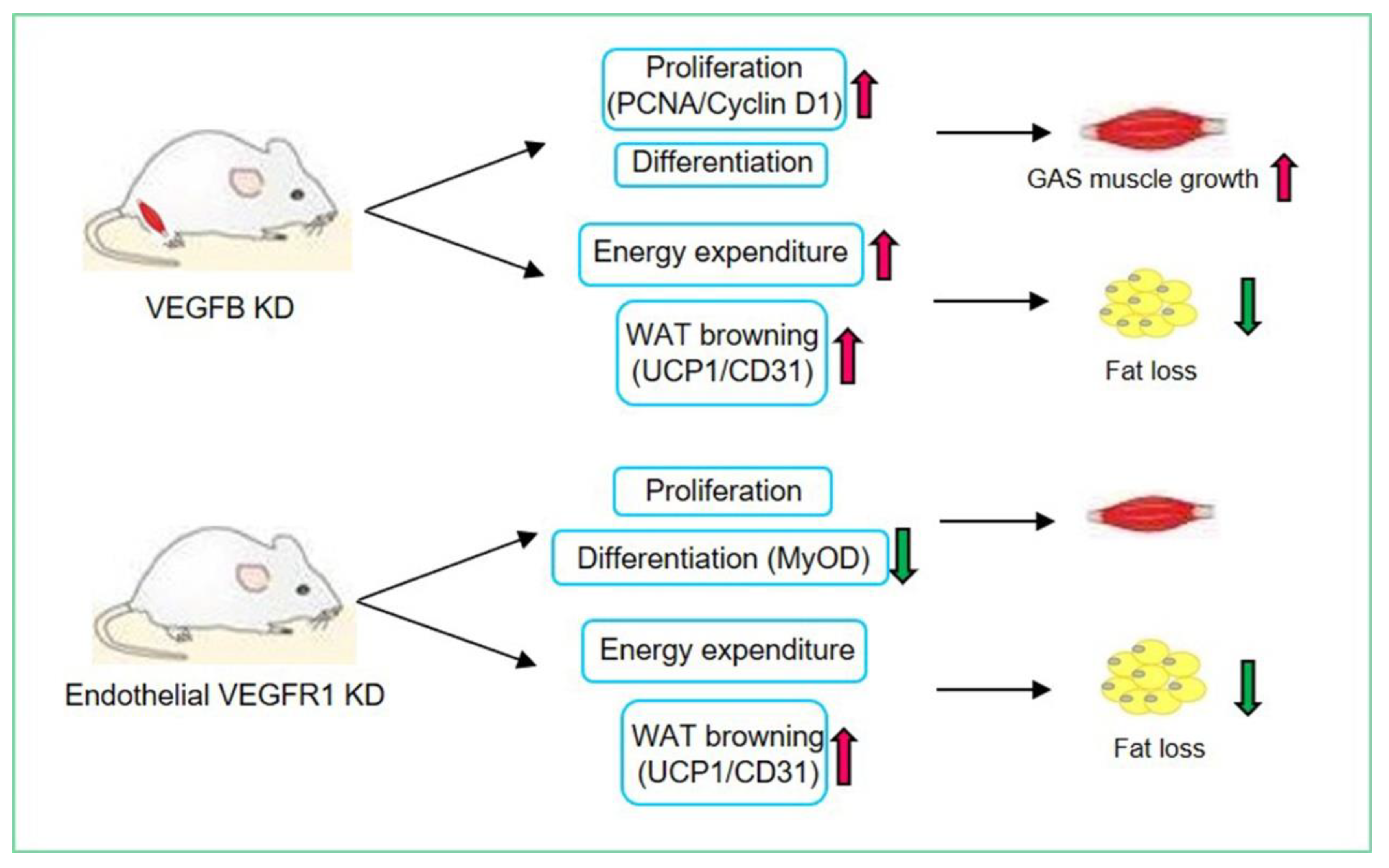 Ijms 23 07524 g007 550