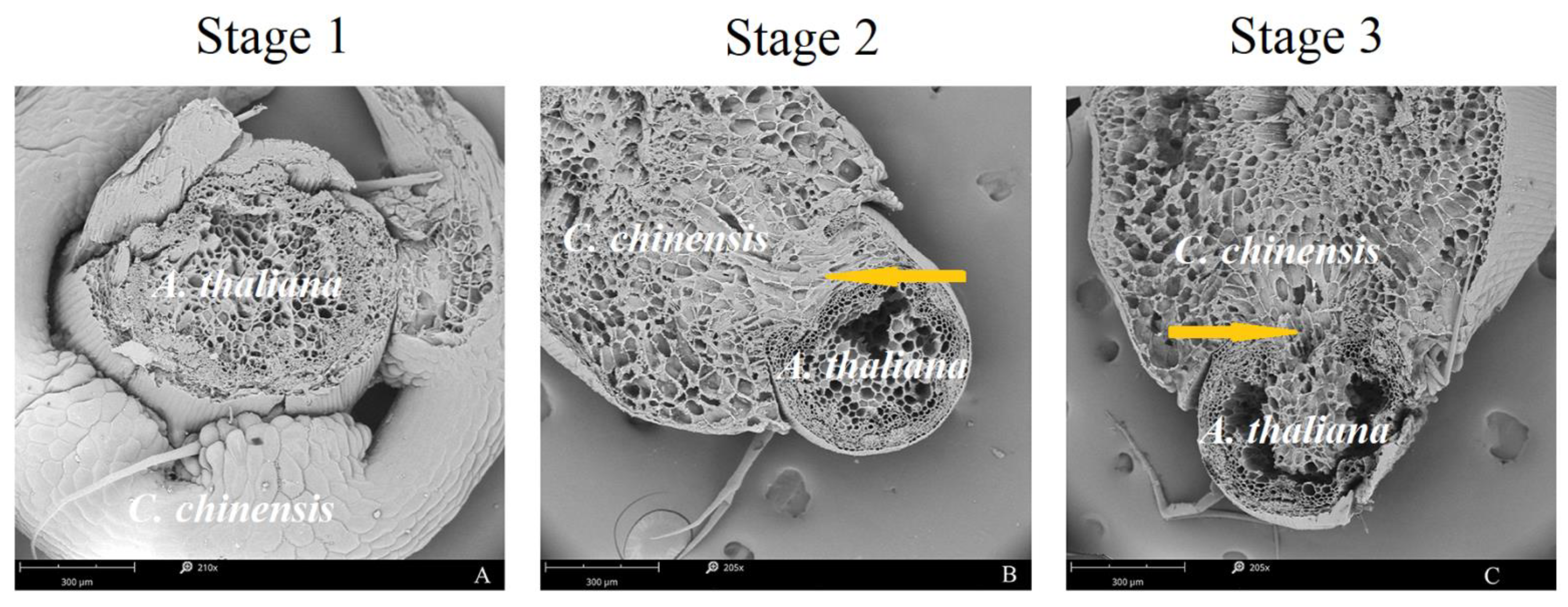 Ijms 23 07528 g003 550