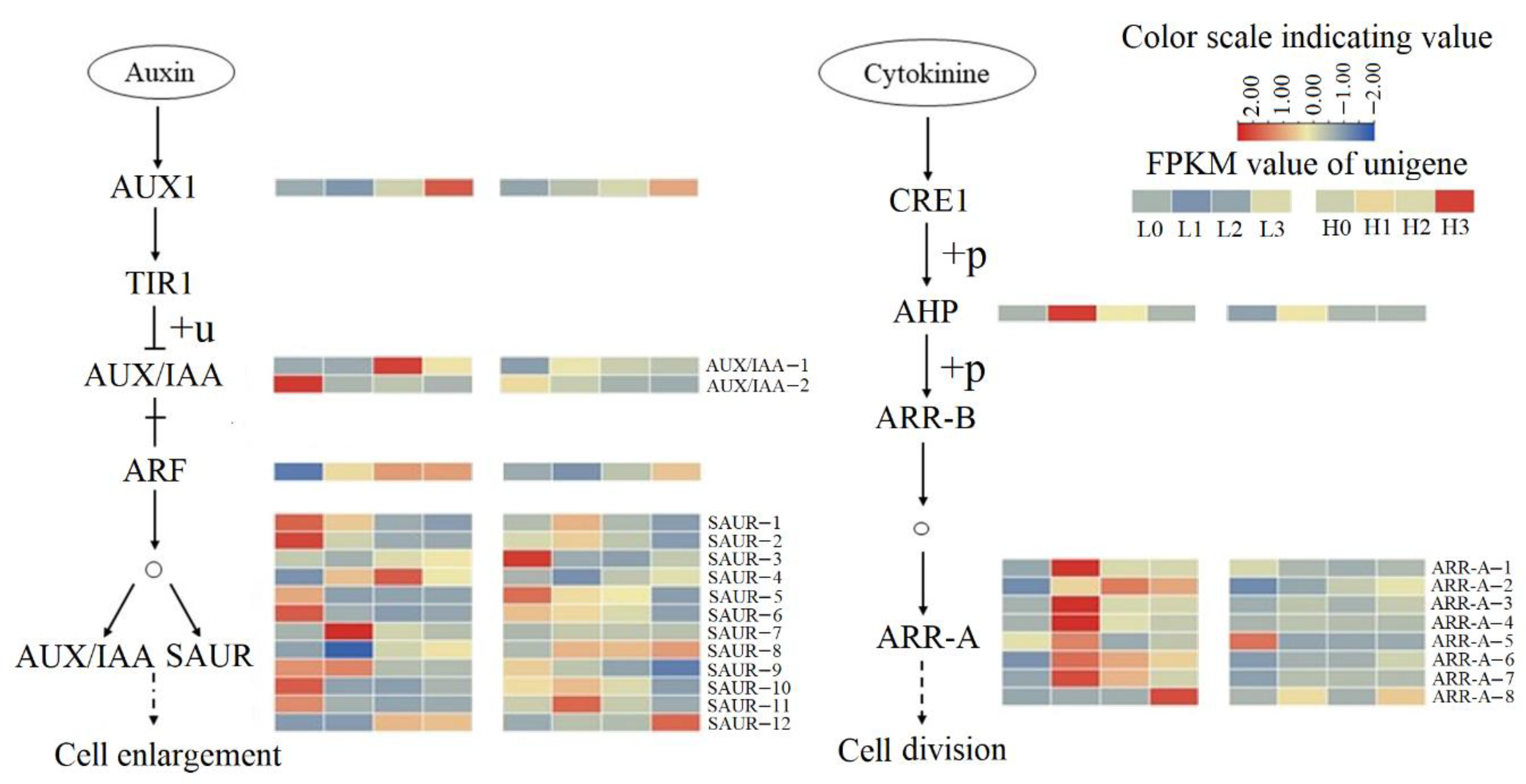 Ijms 23 07528 g005 550