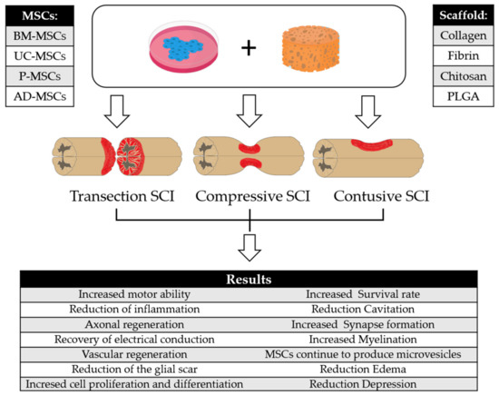 IJMS | Free Full-Text | Can a Scaffold Enriched with Mesenchymal 