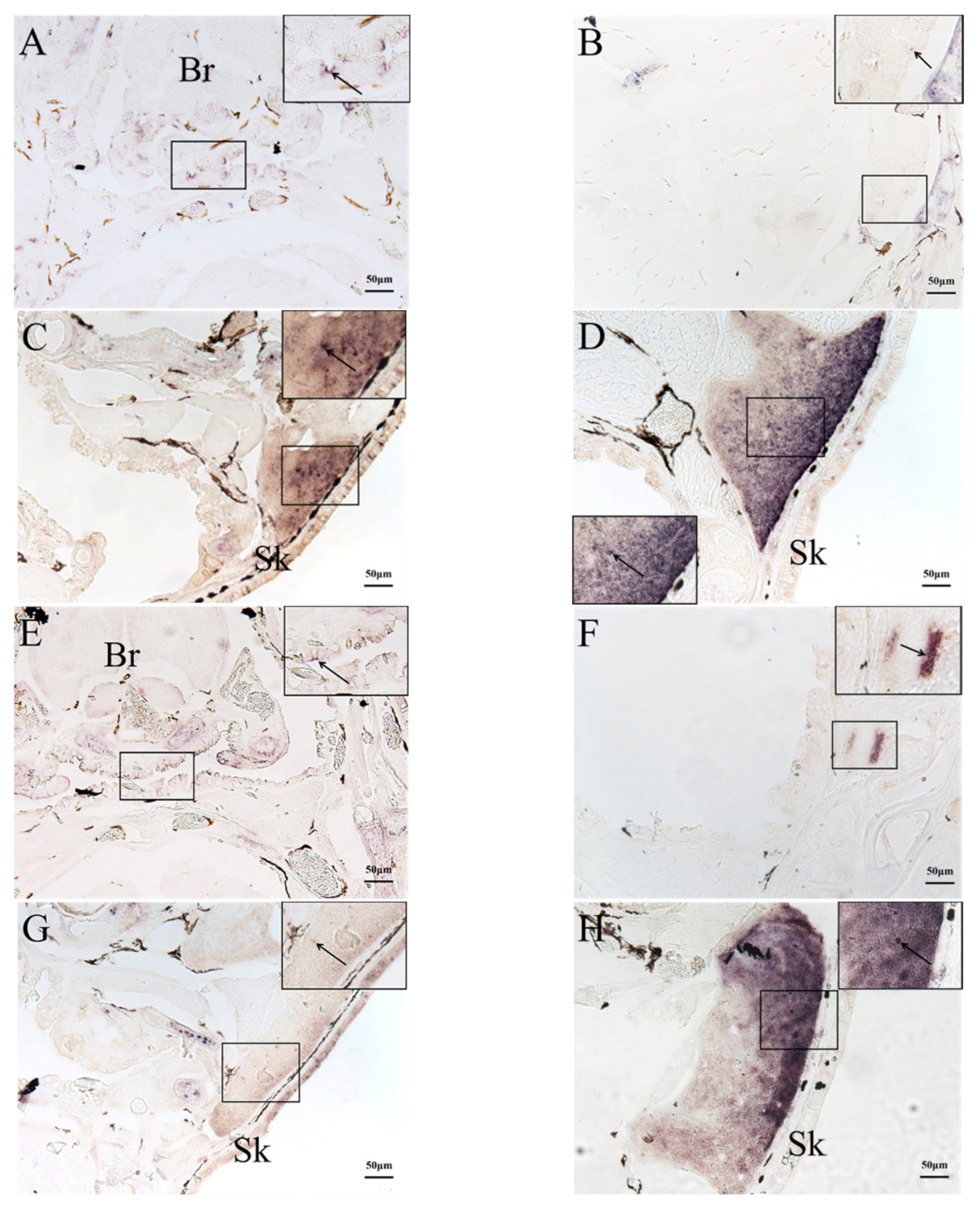 Ijms 23 07546 g004 550