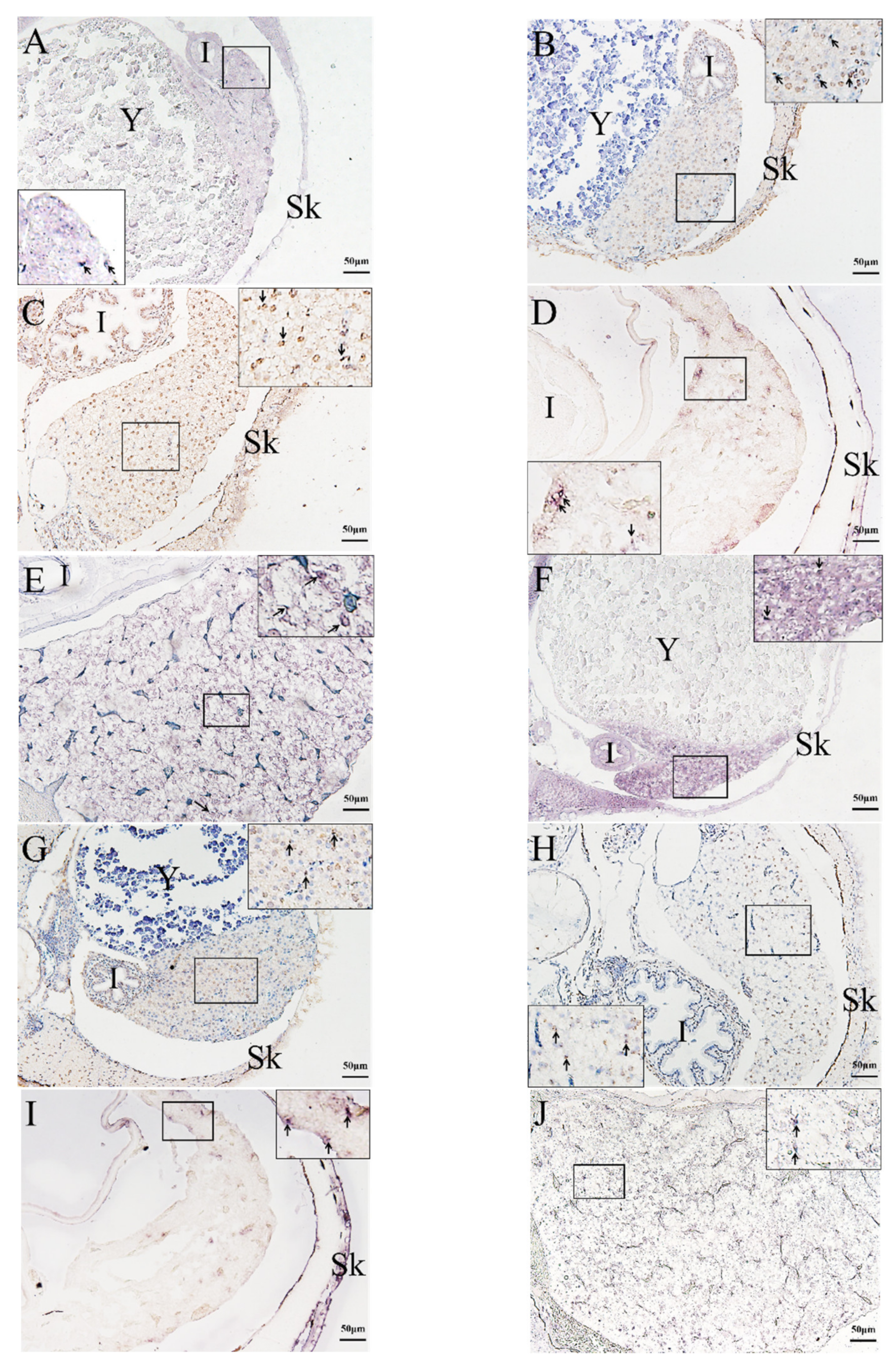 Ijms 23 07546 g005 550