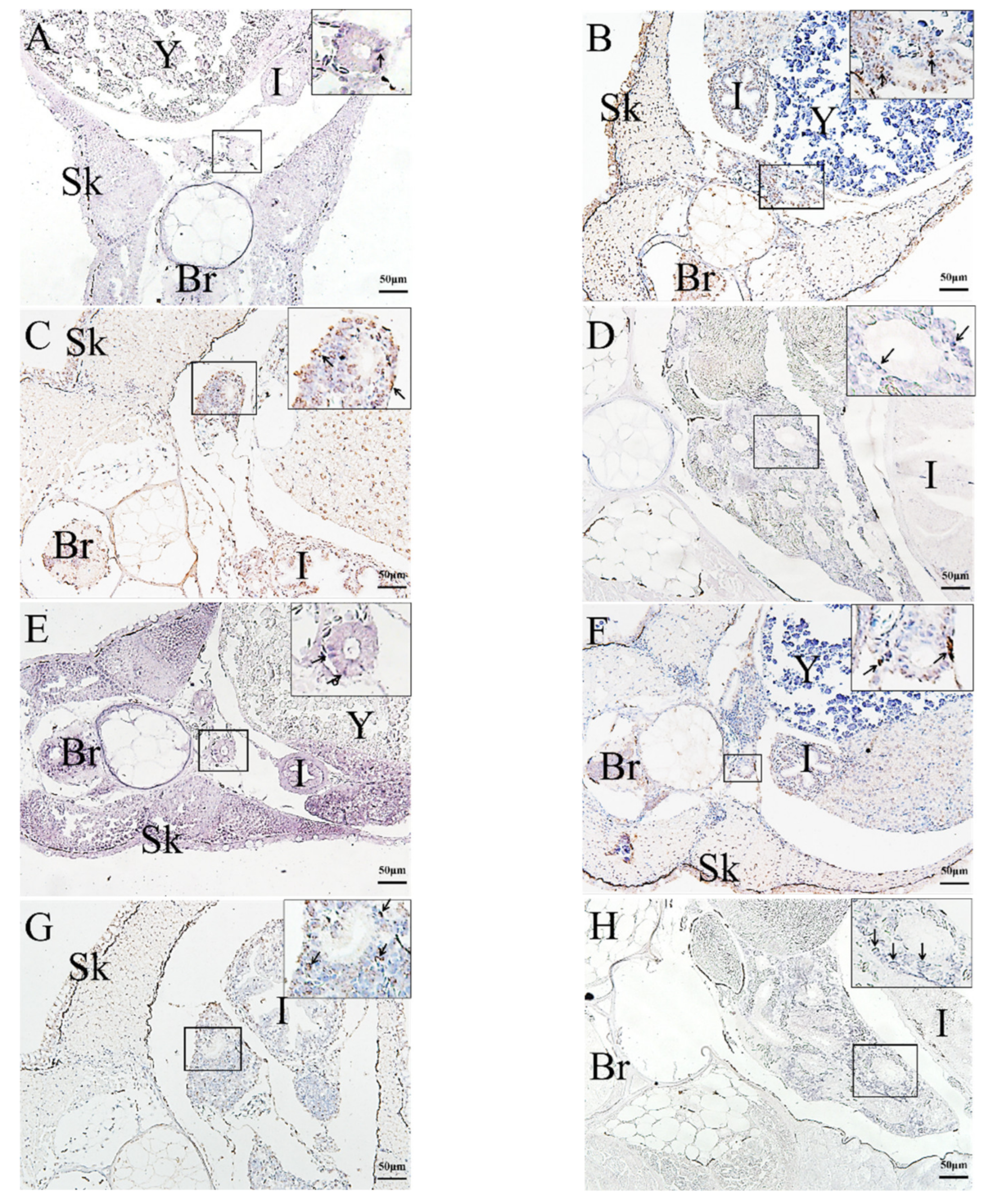 Ijms 23 07546 g006 550