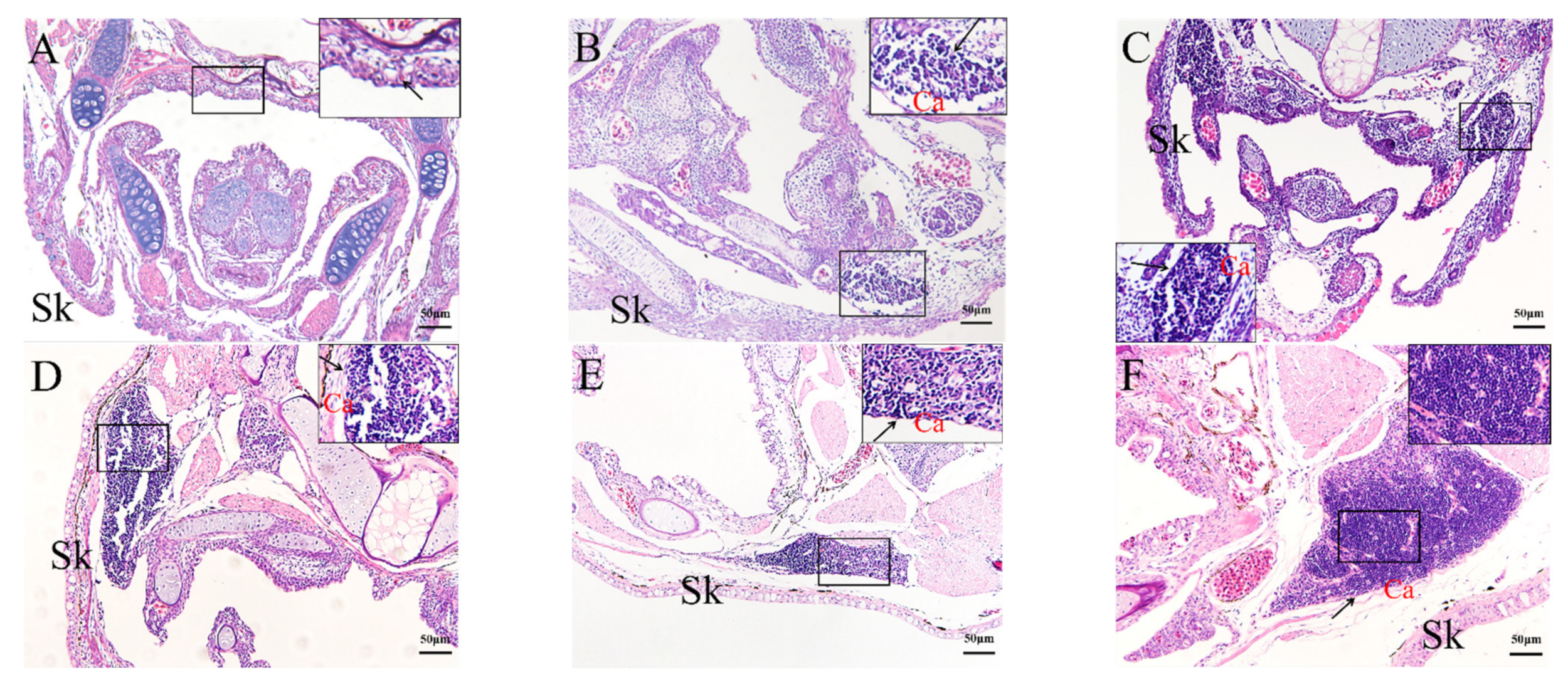 Ijms 23 07546 g007 550