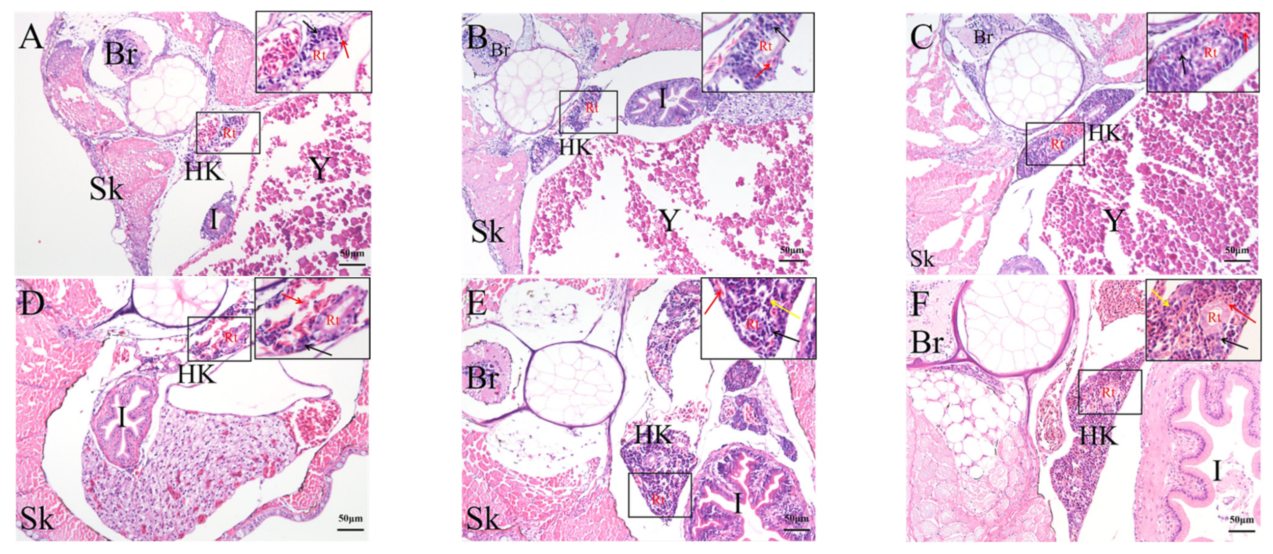 Ijms 23 07546 g008 550