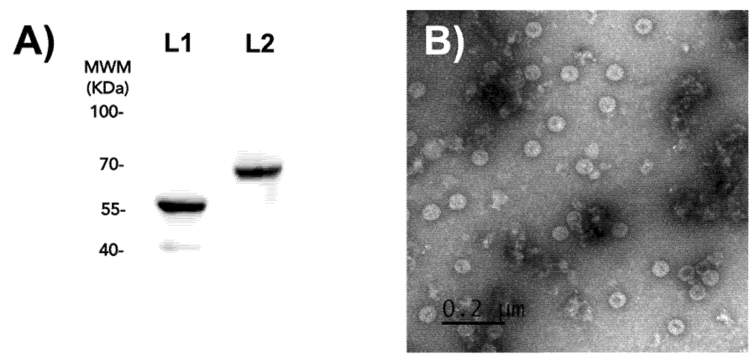 Ijms 23 07552 g002 550