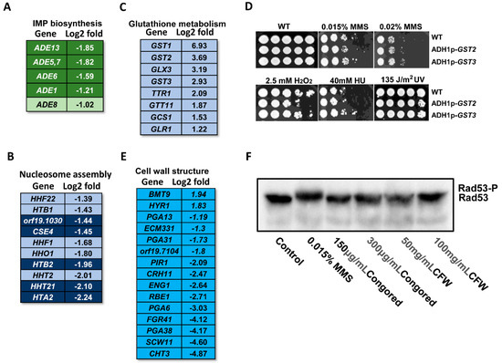 Transcriptional Profiling of the Candida albicans Response to the DNA  Damage Agent Methyl Methanesulfonate