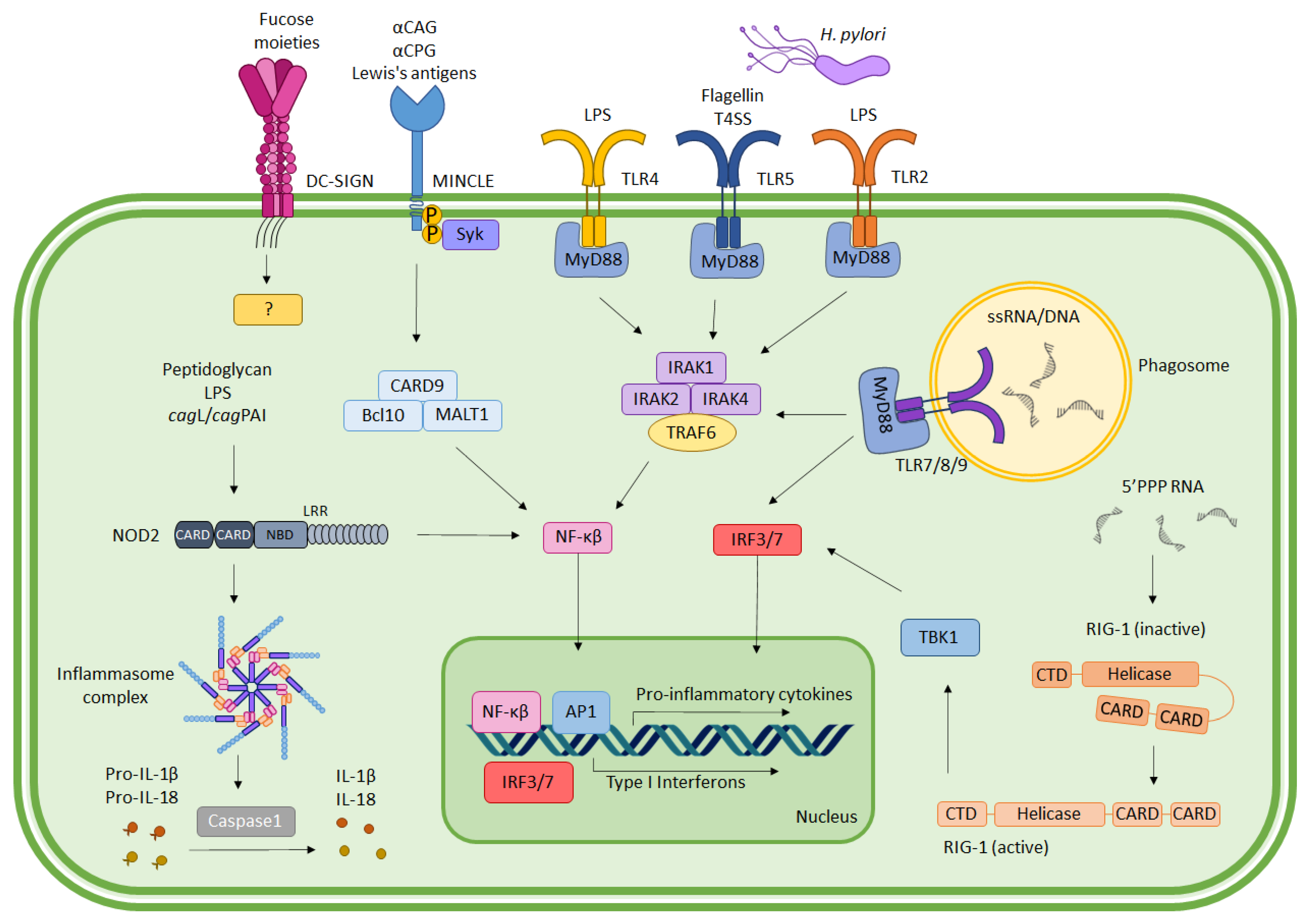 Ijms 23 07561 g001 550