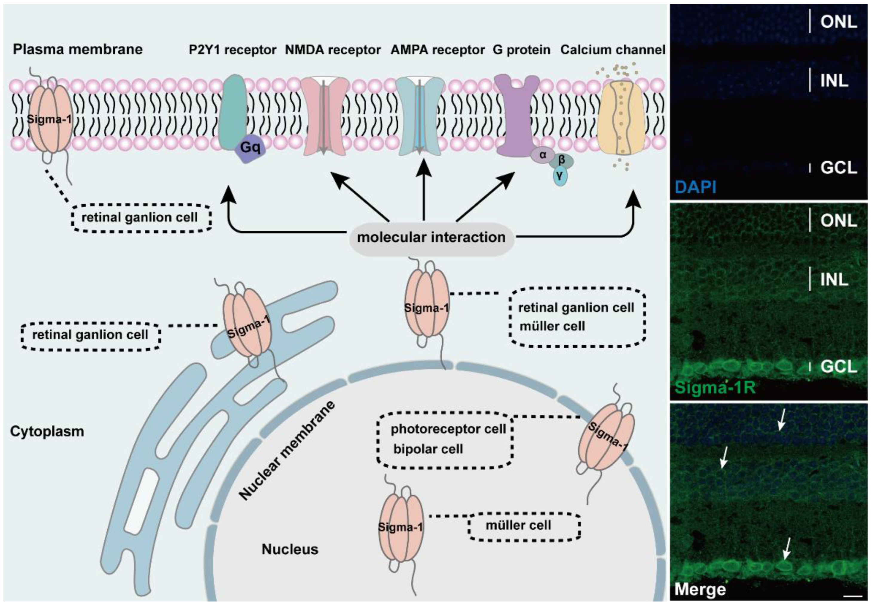 Ijms 23 07572 g002 Ijms 23 07572 g002