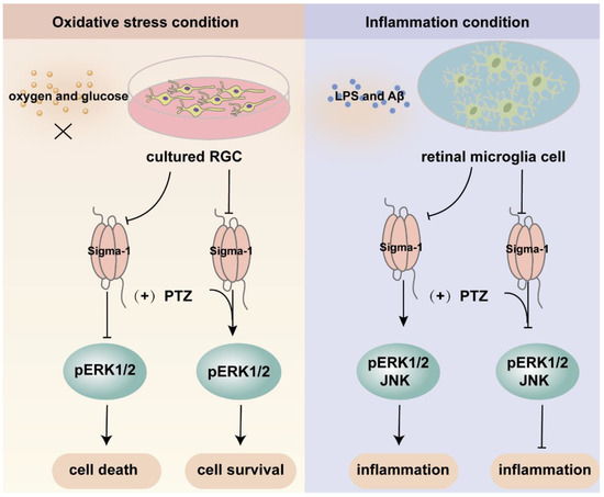 Sigma-1 Receptor in Retina: Neuroprotective Effects and Potential