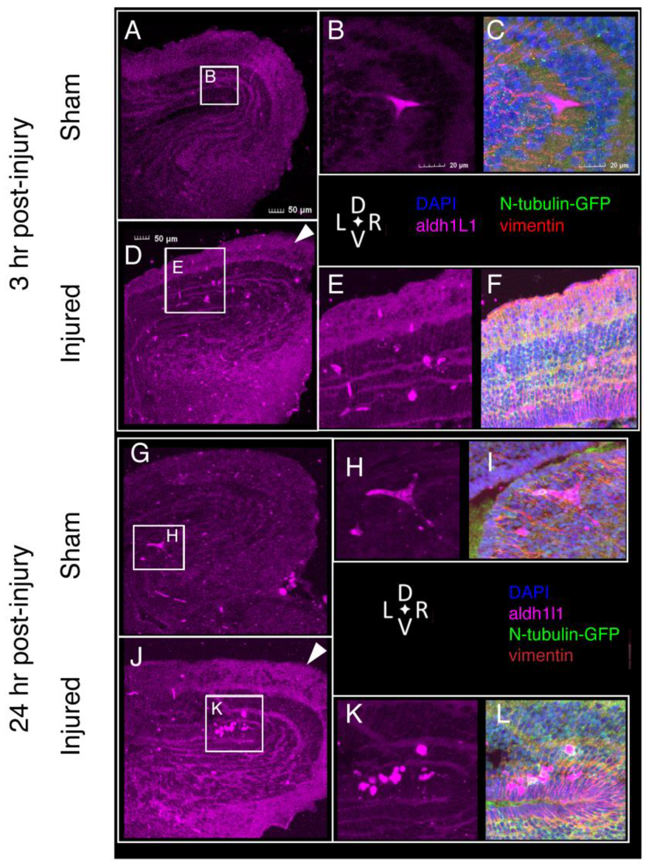 Ijms 23 07578 g003 550