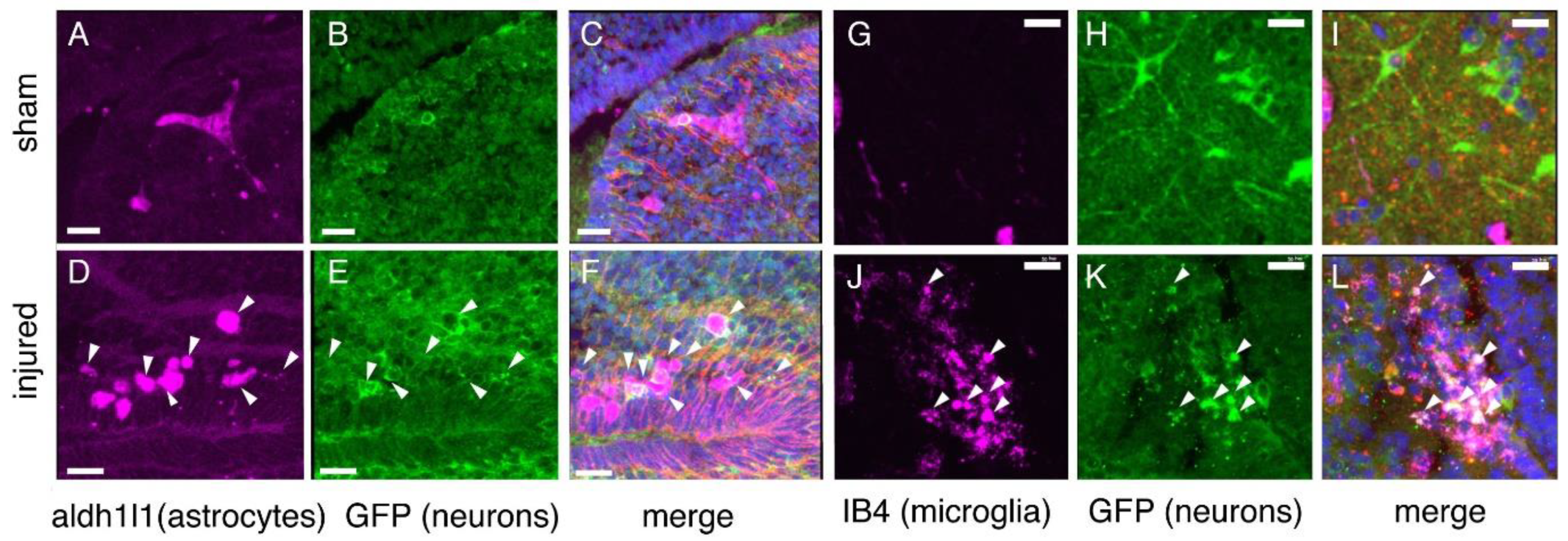 Ijms 23 07578 g005 550