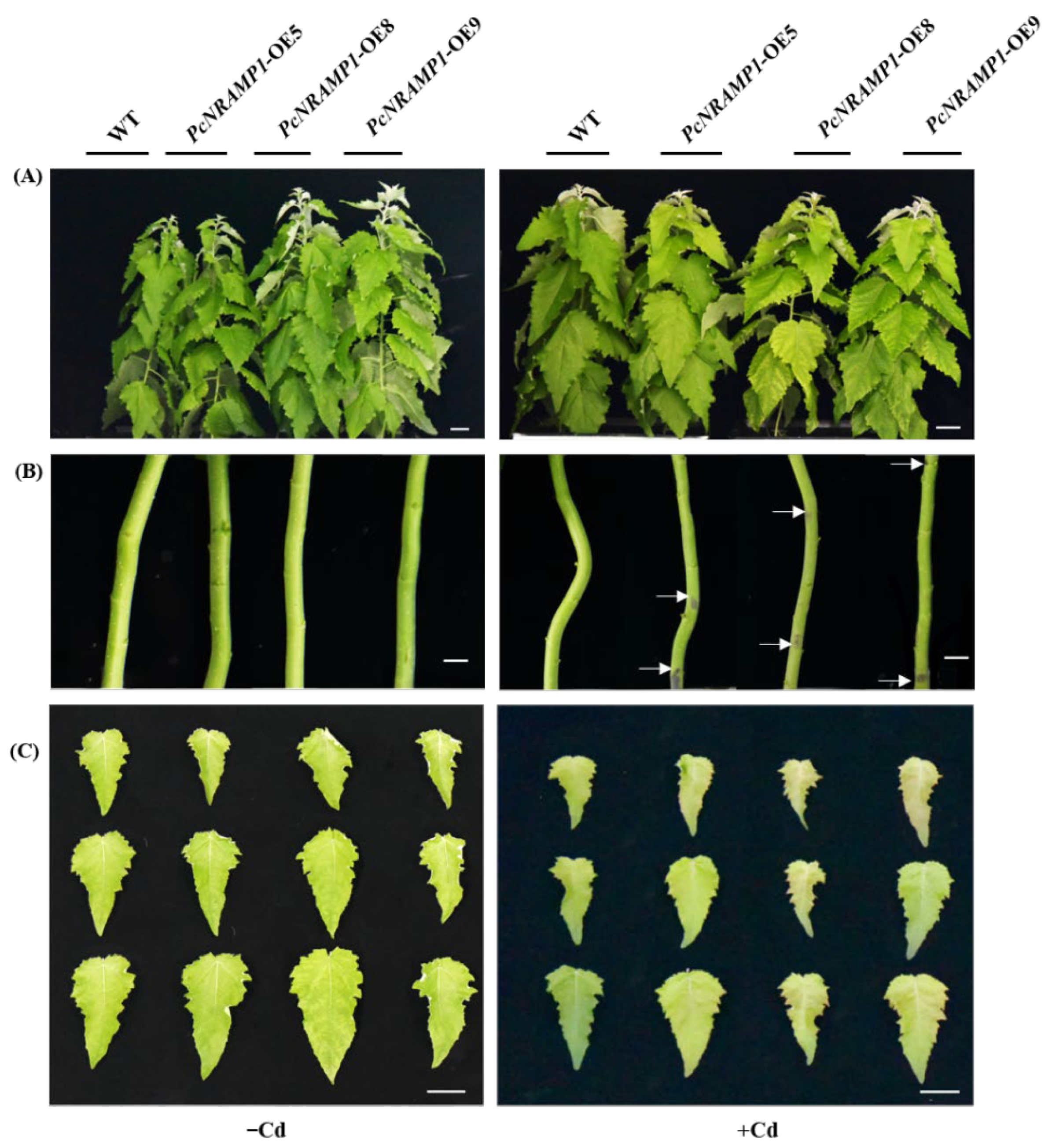 Ijms 23 07593 g005 550