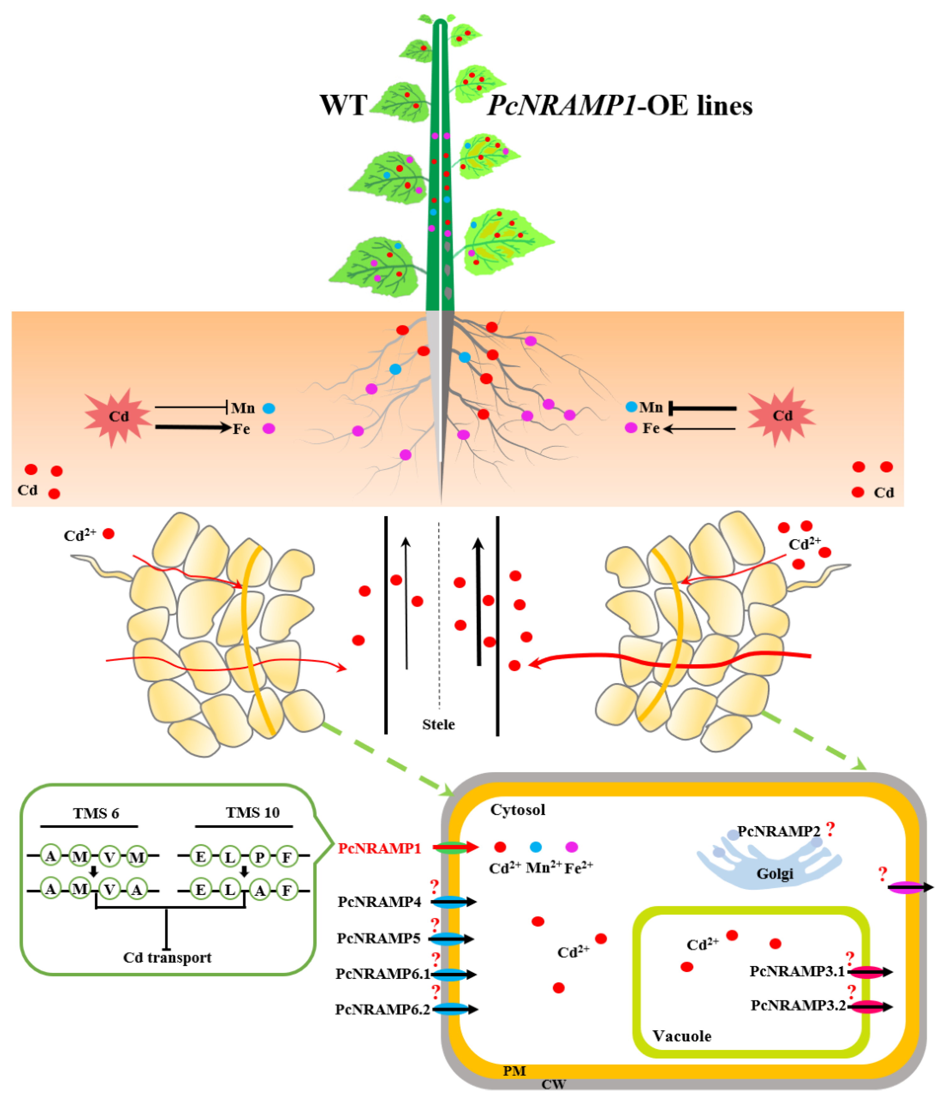 Ijms 23 07593 g008 550