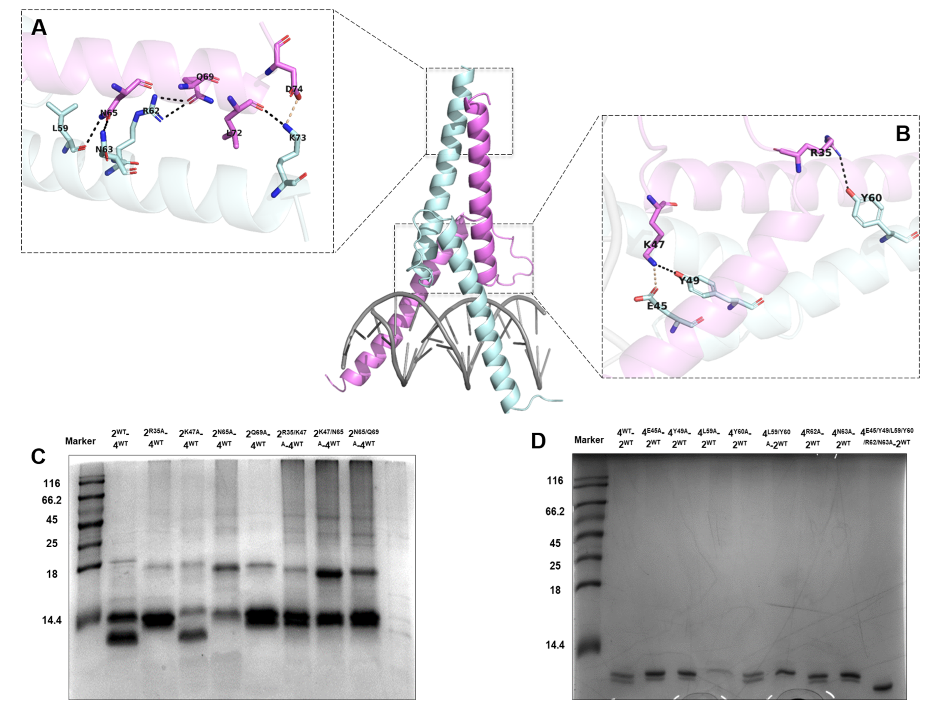 Ijms 23 07600 g006 Ijms 23 07600 g006