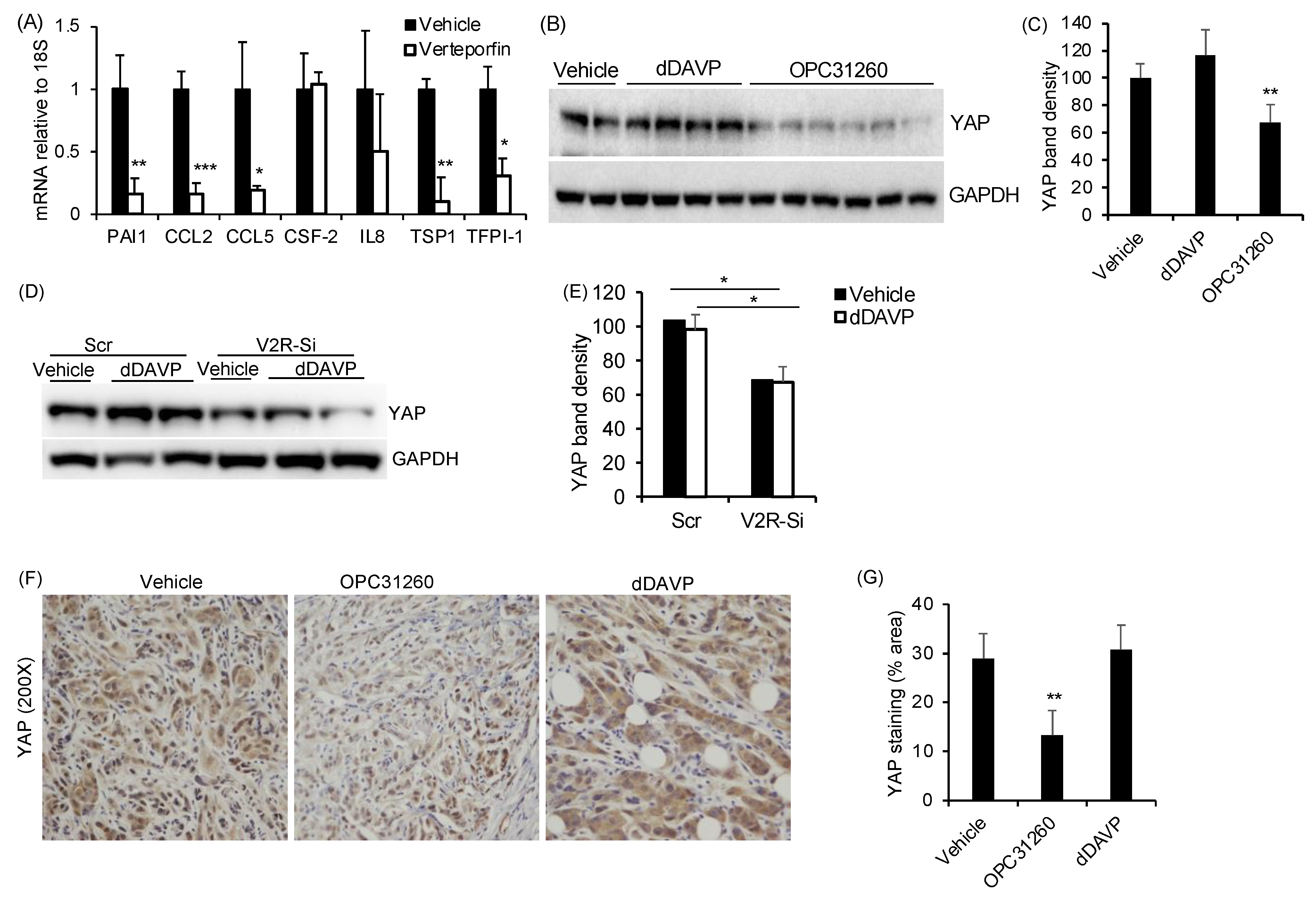 Ijms 23 07601 g004 Ijms 23 07601 g004