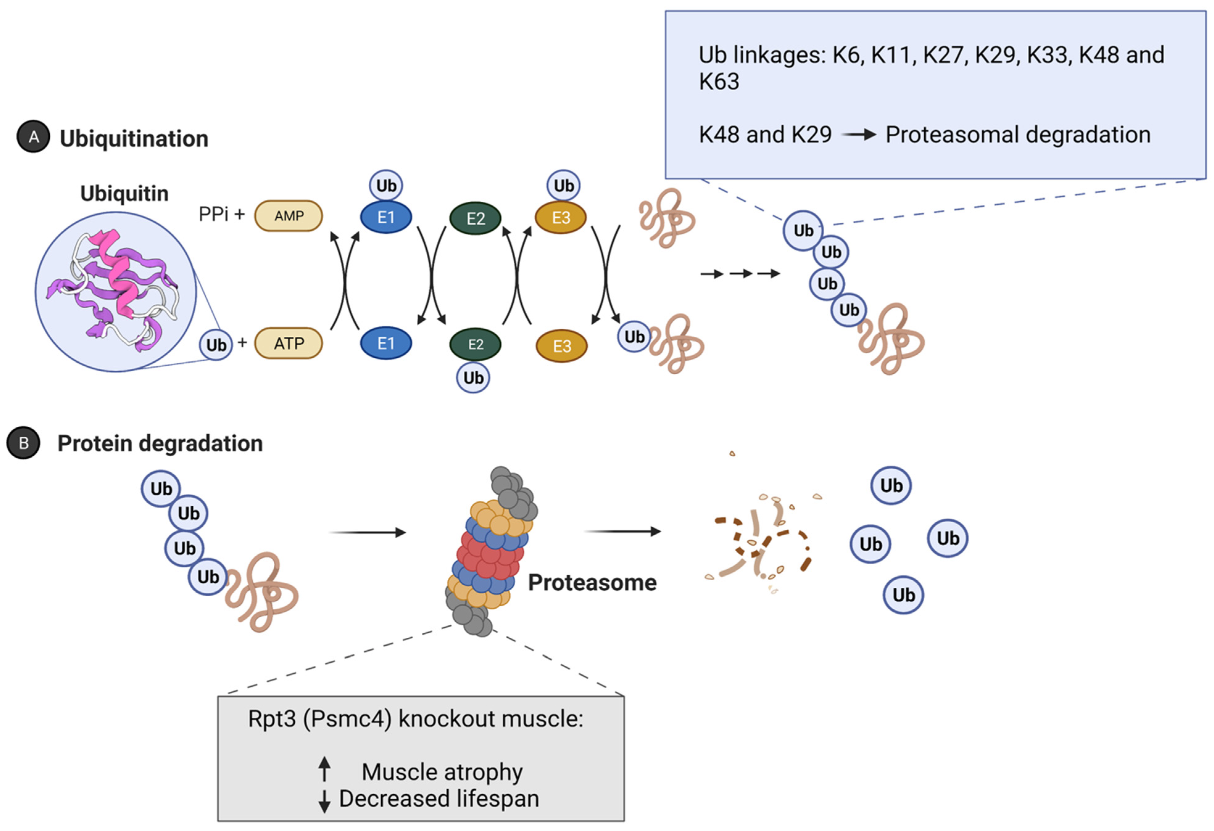 Ubiquitin Ligases in Longevity and Aging ... Biology Diagrams