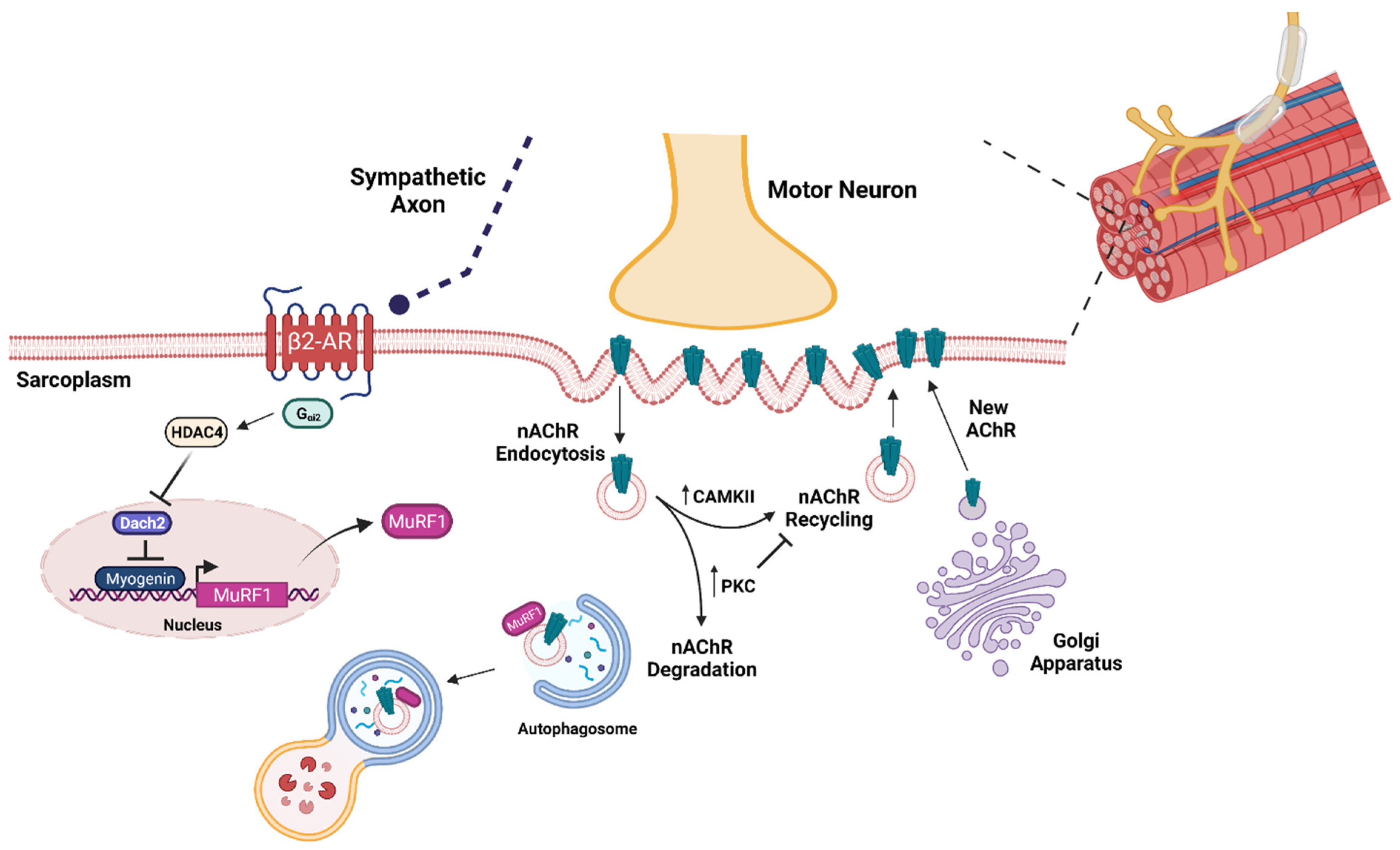 Ijms 23 07602 g003 550
