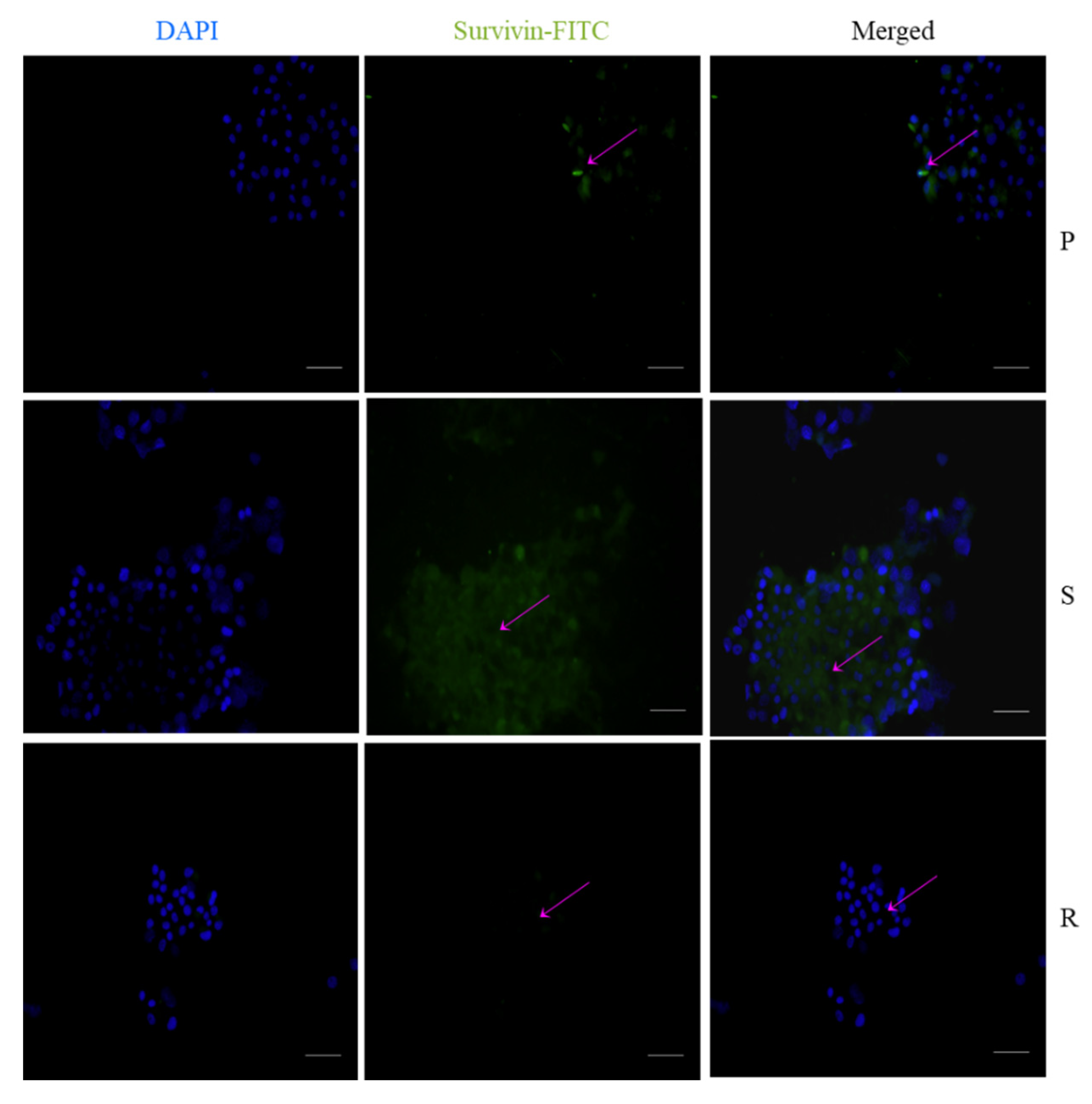 Ijms 23 07604 g010 Ijms 23 07604 g010