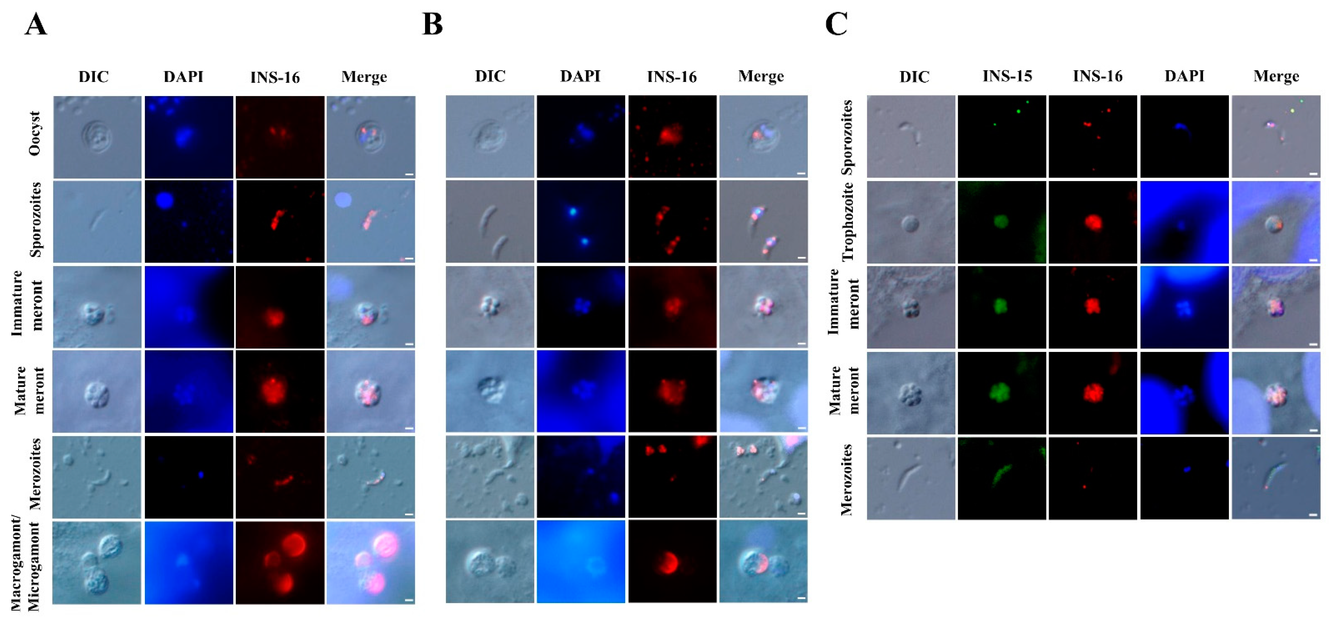 Ijms 23 07617 g003 550